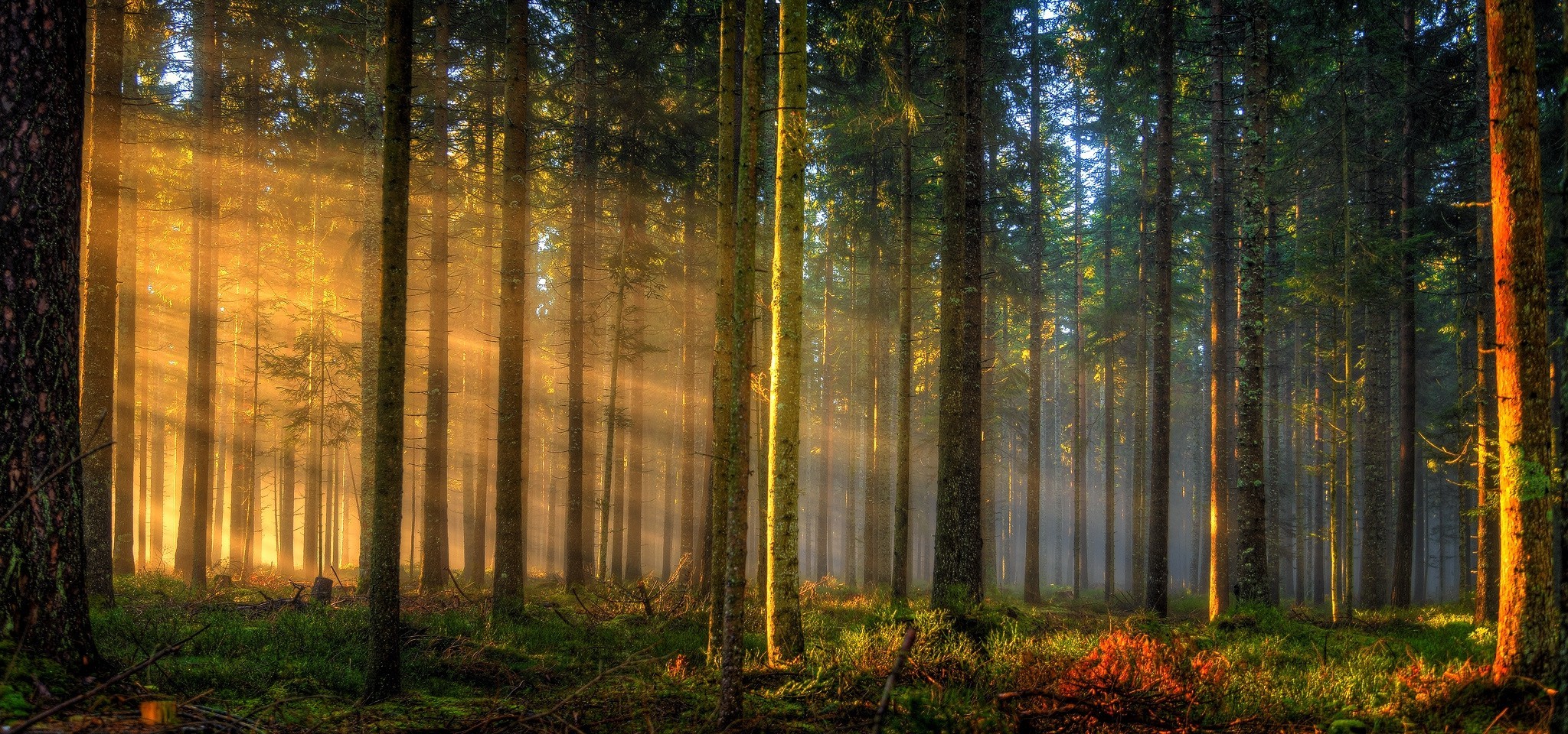 Forest sunrise photo