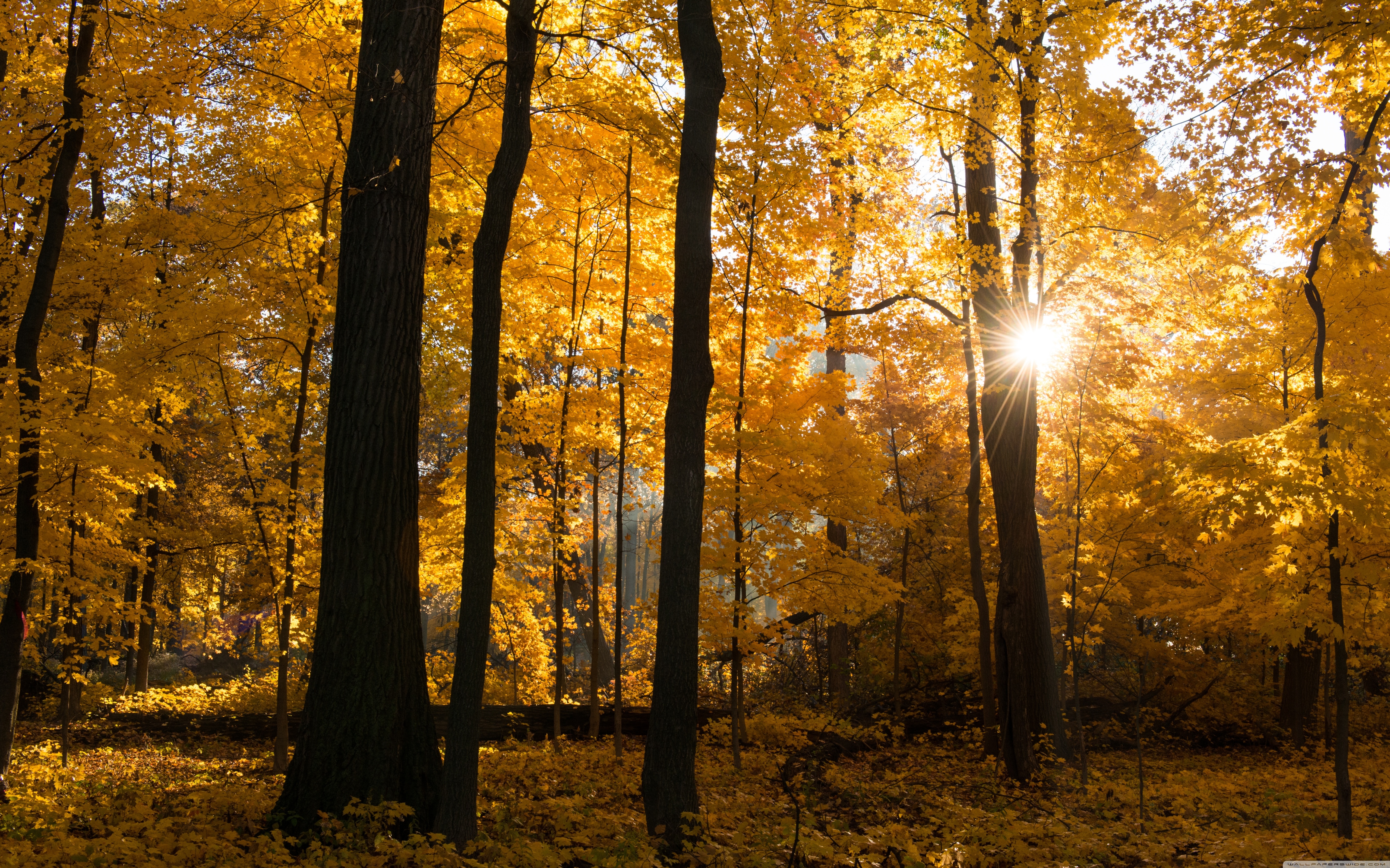Fall Colors Sunrise, Forest ❤ 4K HD Desktop Wallpaper for 4K Ultra ...