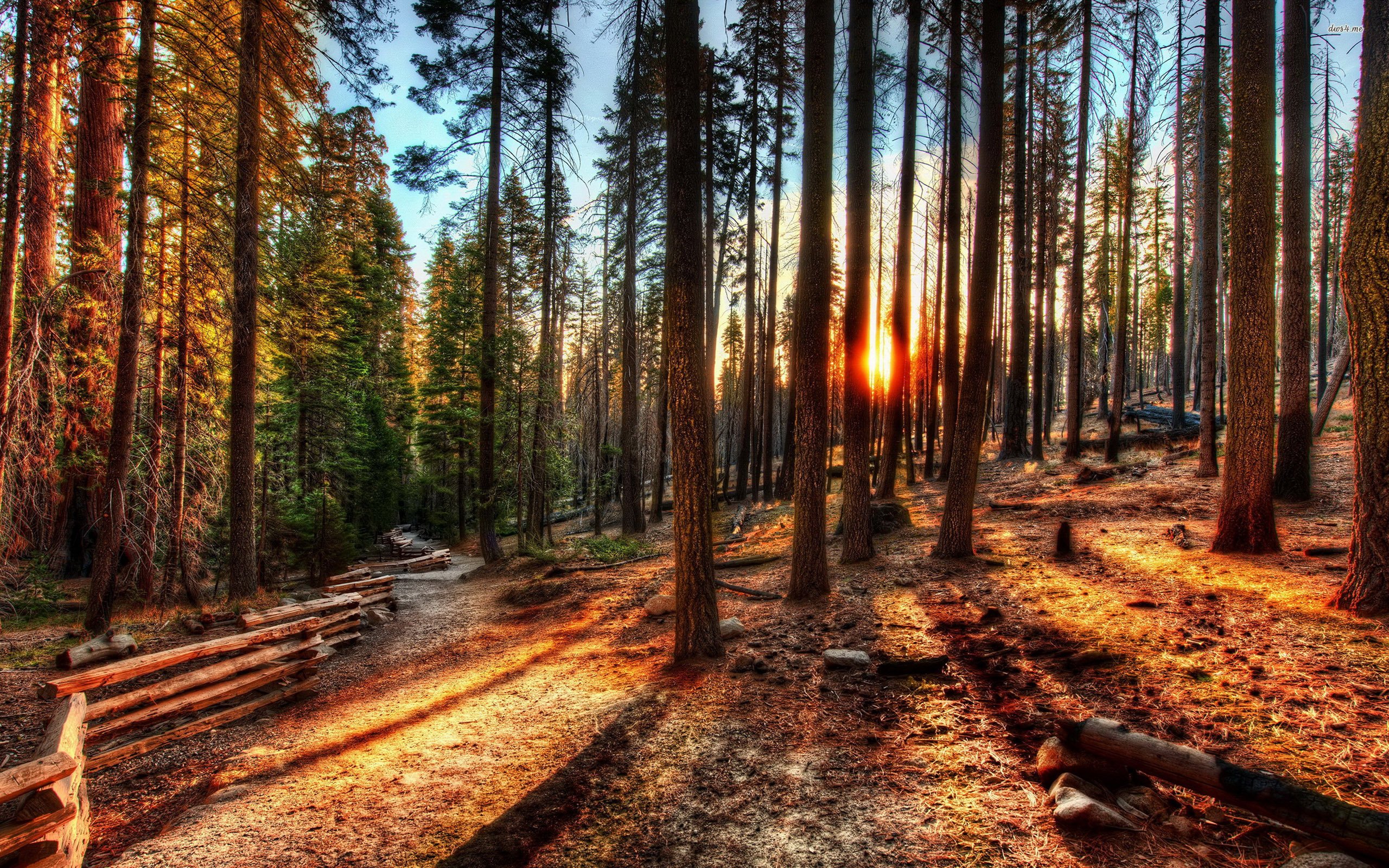 Free photo: Forest Sunrise - Africa, Scene, Orange - Free Download - Jooinn