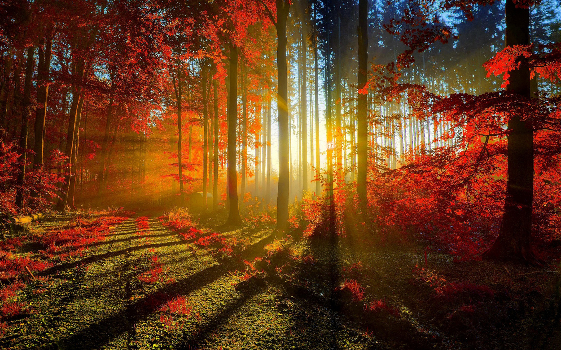 Sunrise Forest : wallpapers