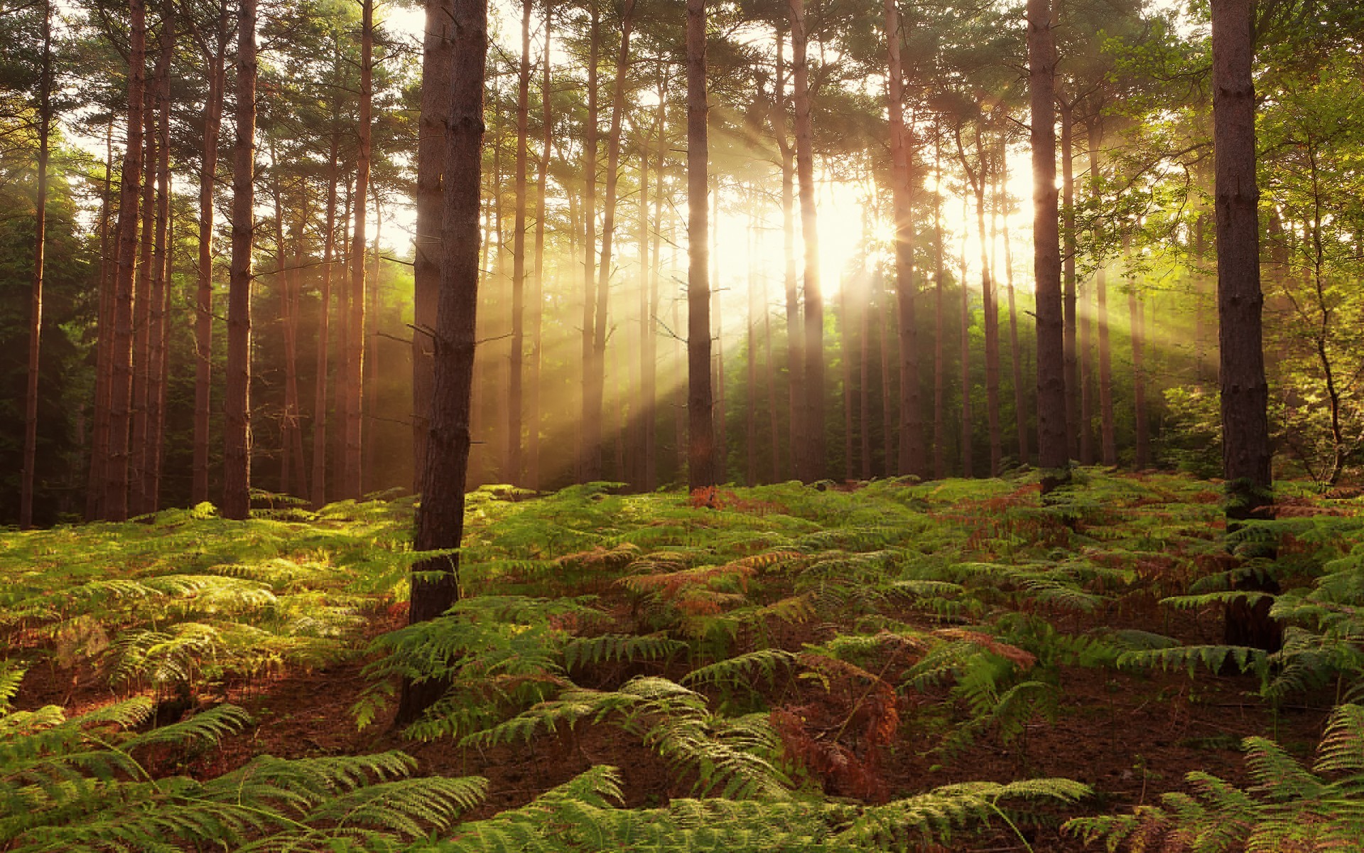 Trees: Rays Sunset Sunrise Beams Sunlight Ferns Filtered Landscapes ...