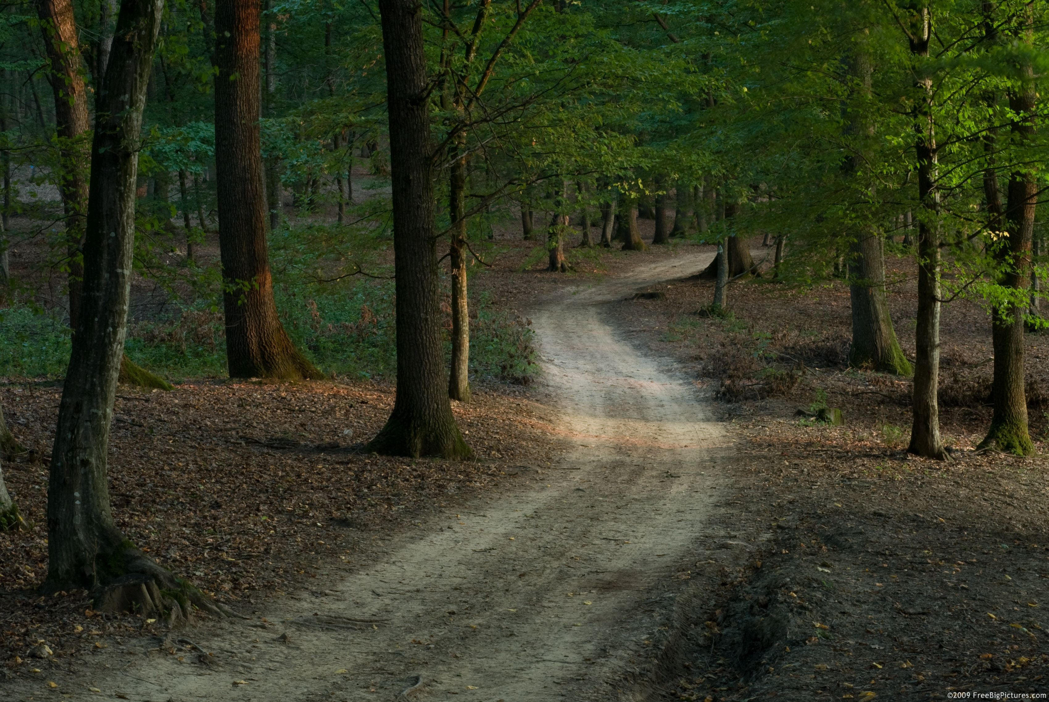 Free photo: Forest Trail - Forest, Nature, Path - Free Download - Jooinn