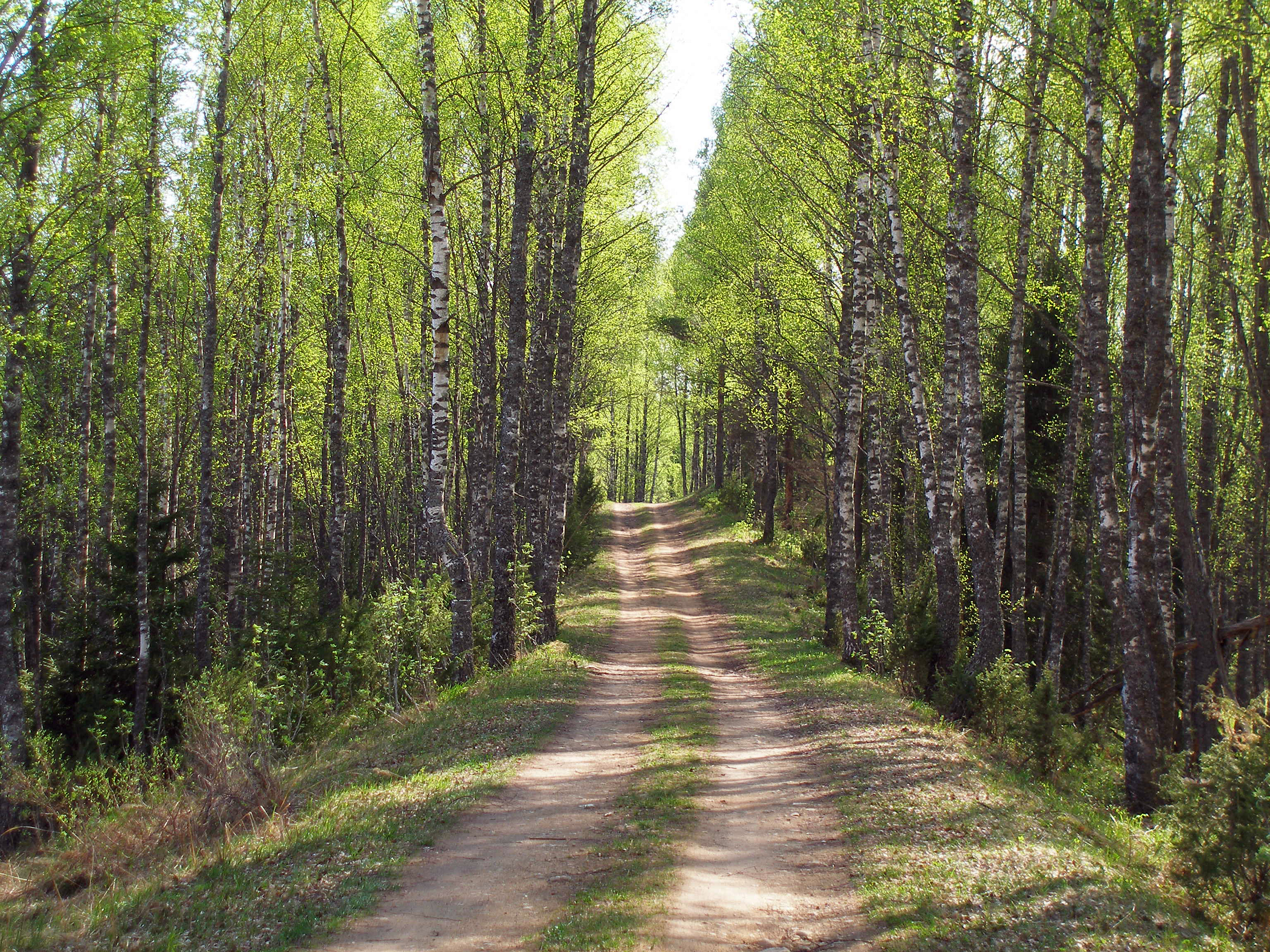 File:Forest trail in Põhja-Kõrvemaa, May 2010.jpg - Wikimedia Commons