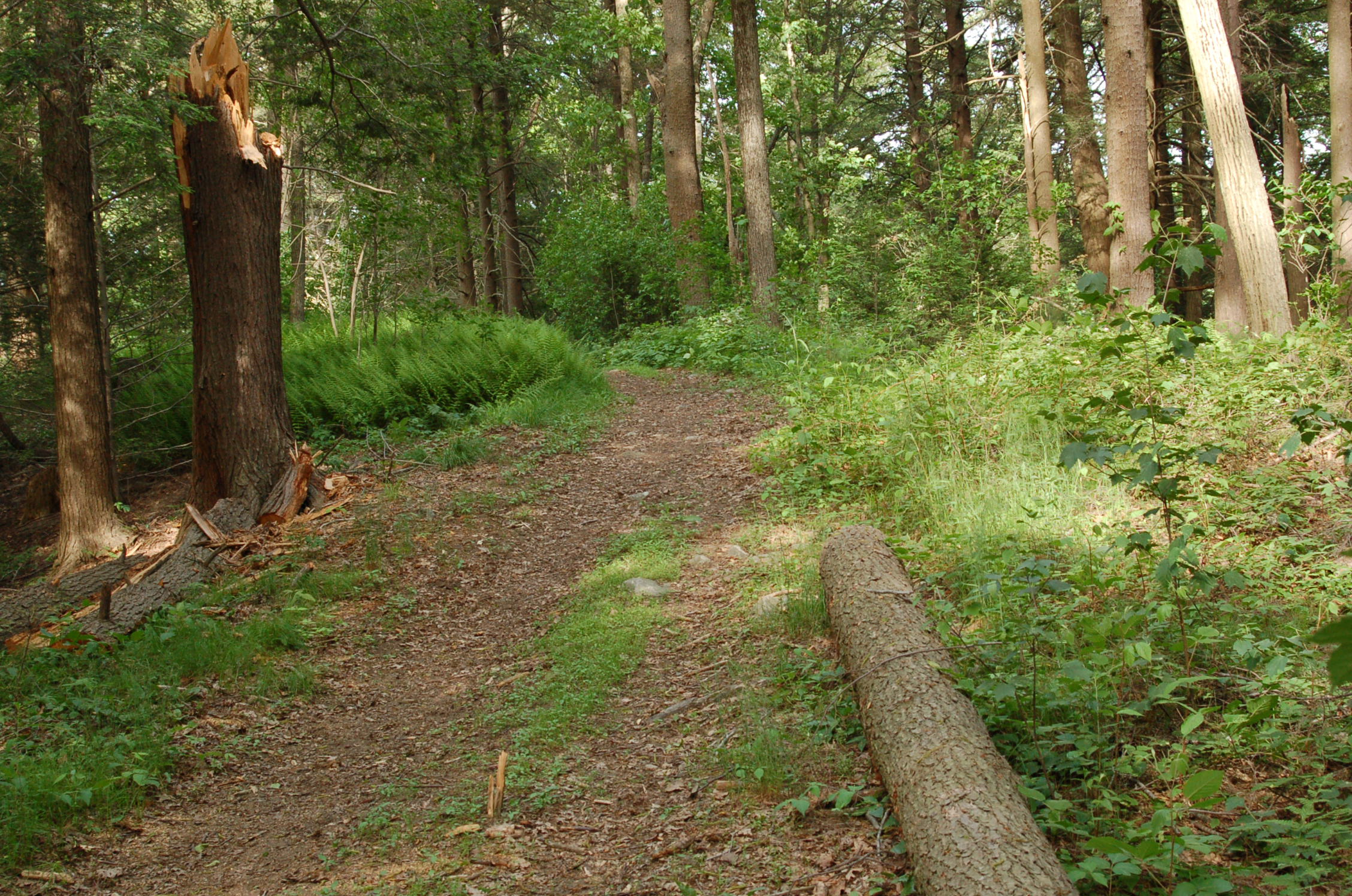 Harvard Forest | Essex County Trail Association