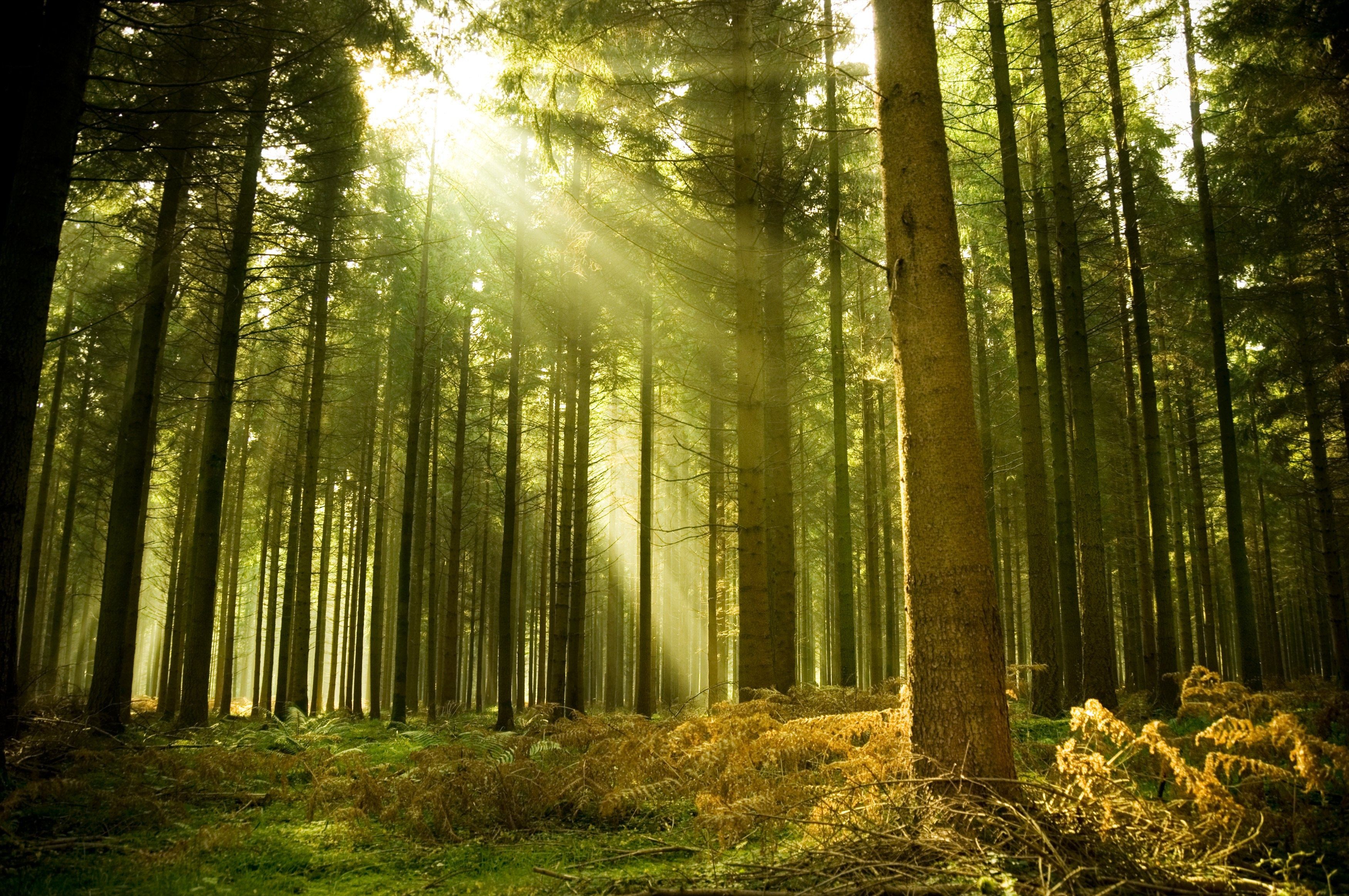 forest-tree-sun-ray-light-spruce - Edge Multimedia