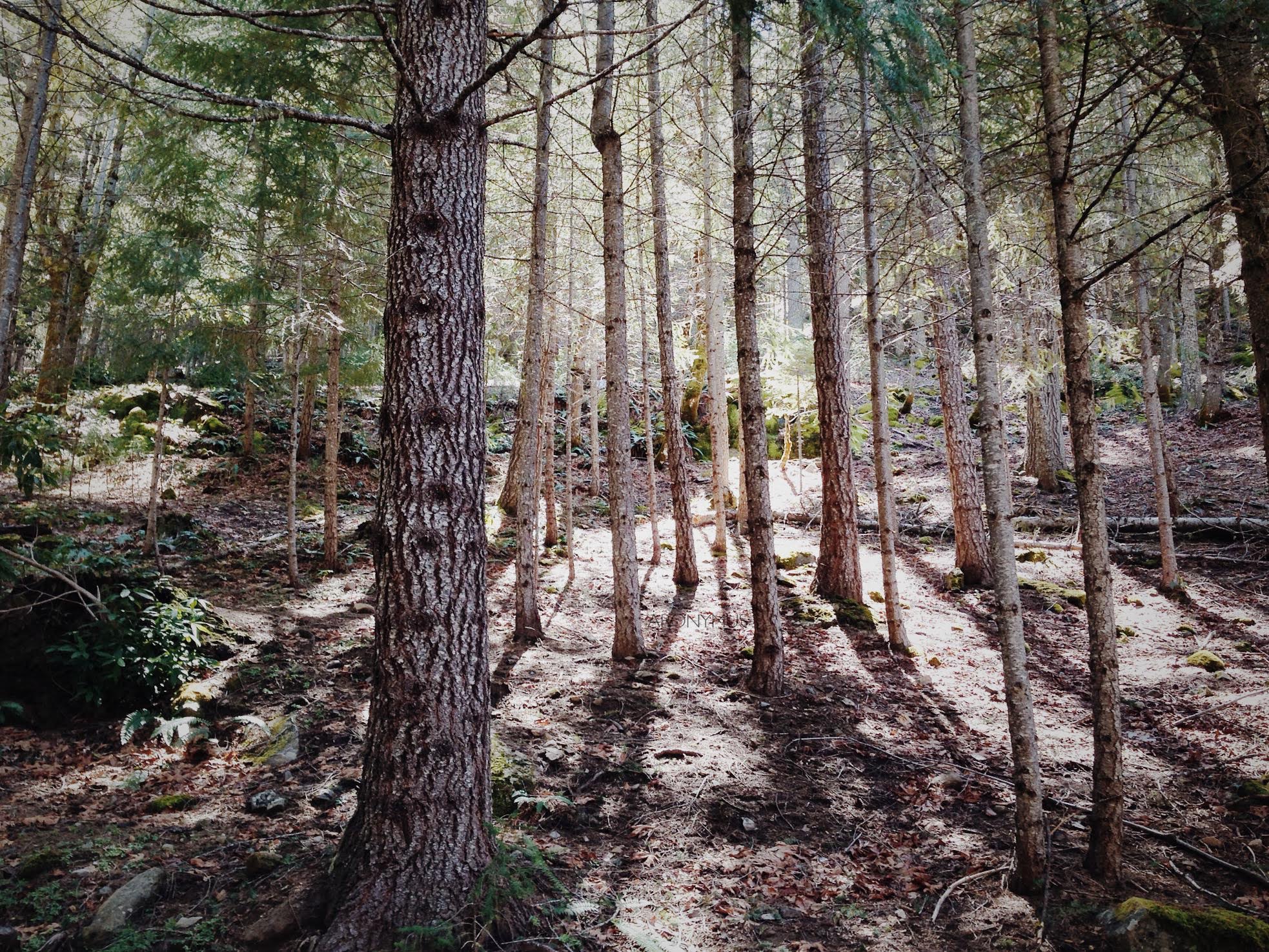 Forest trees photo
