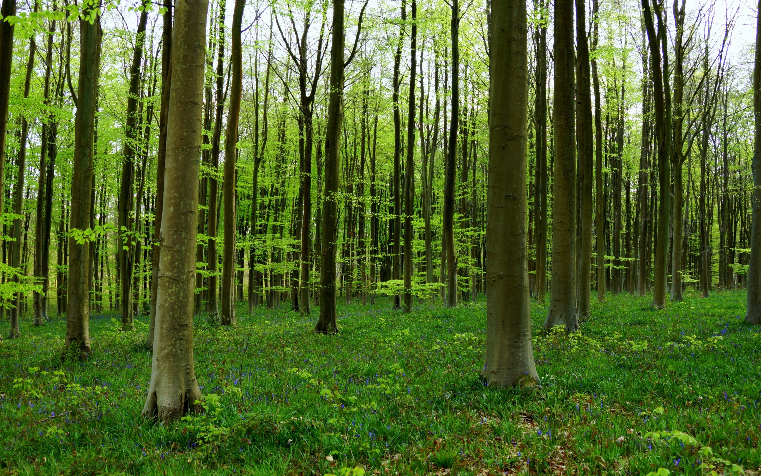 Forest trees nature wallpaper | 2560x1600 | 171974 | WallpaperUP