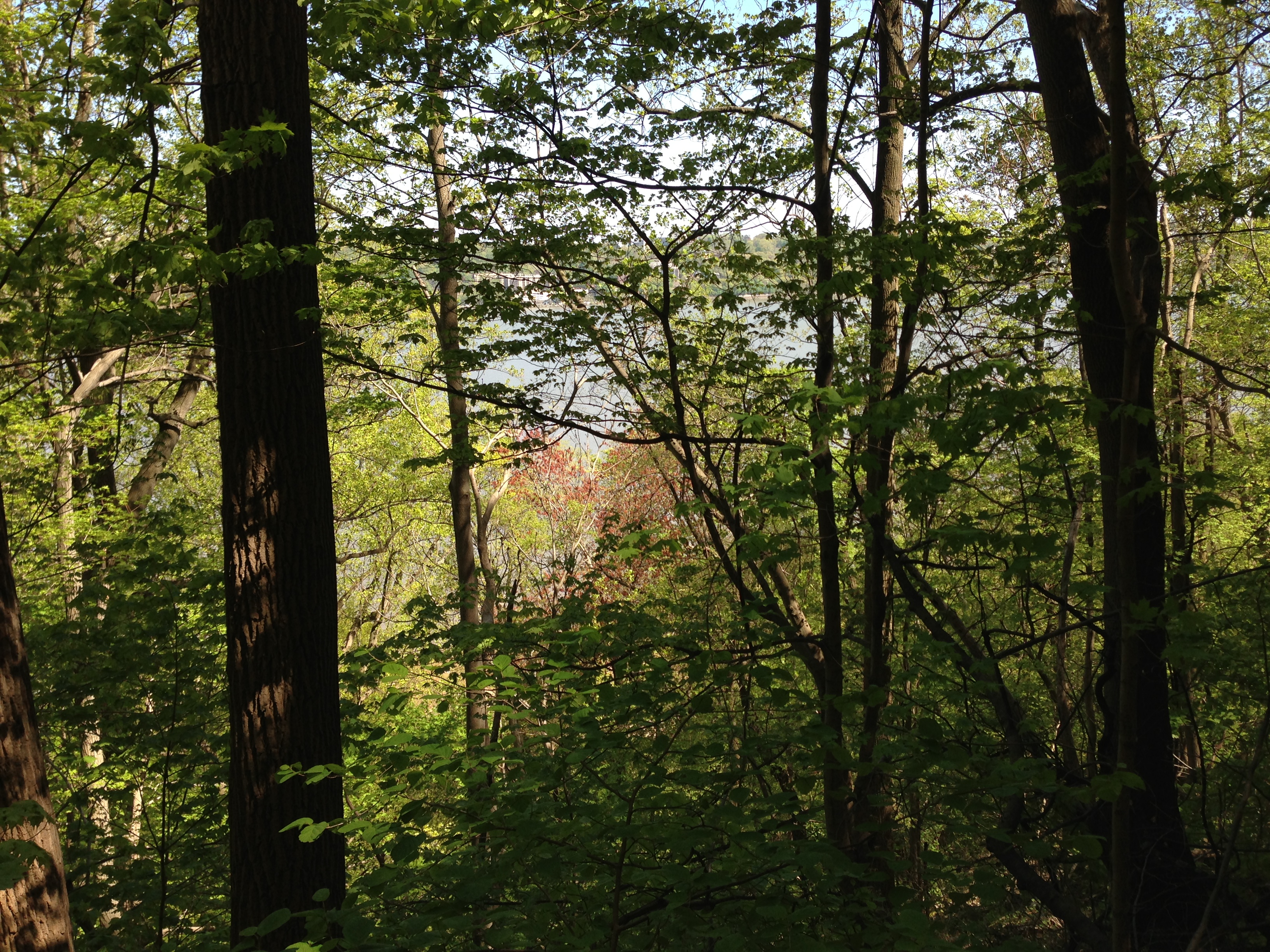 File:2013-05-05 15 02 17 View through the forest towards the Hudson ...
