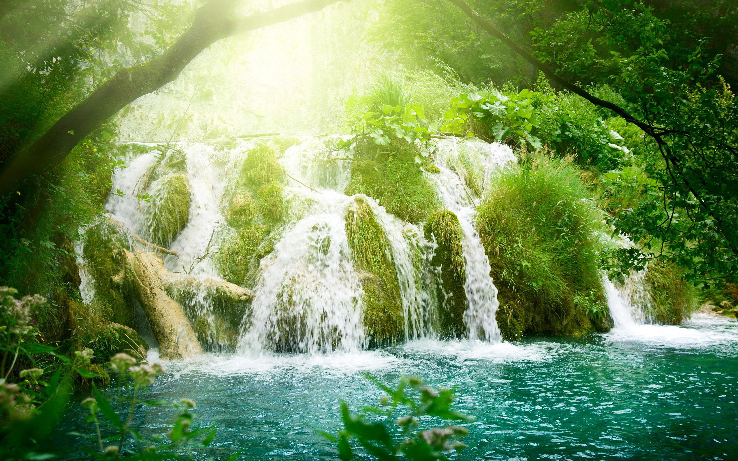 Tree Exotic Waterfalls | Waterfall Forest Wallpapers Pictures Photos ...