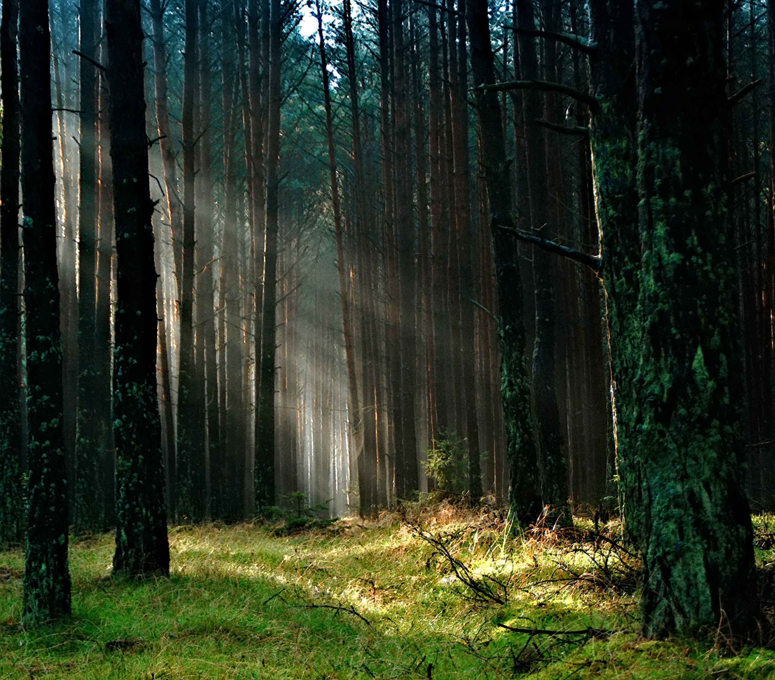 Forest with sunlight photo