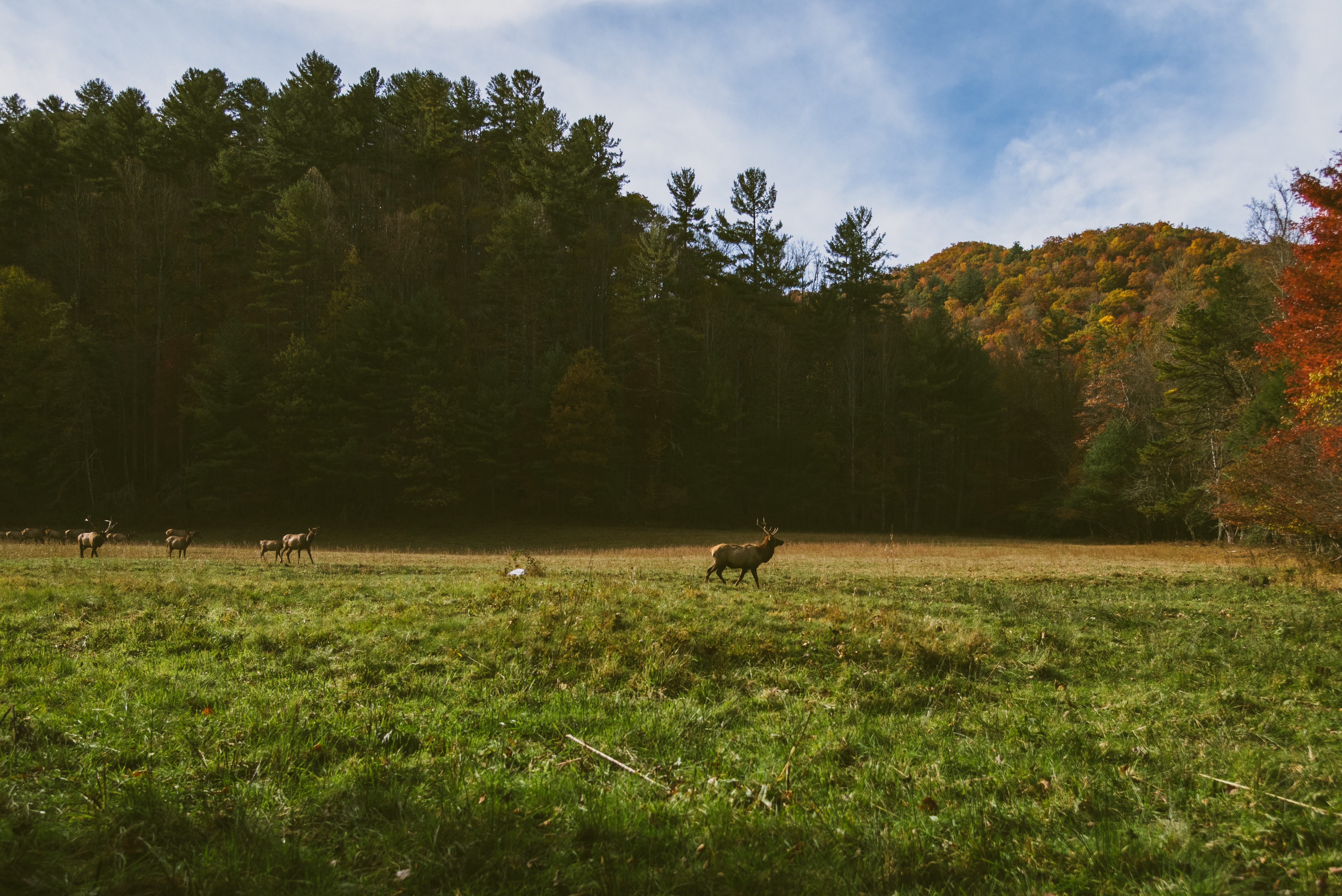 Forest, Animal, Deer, Field, Grass, HQ Photo