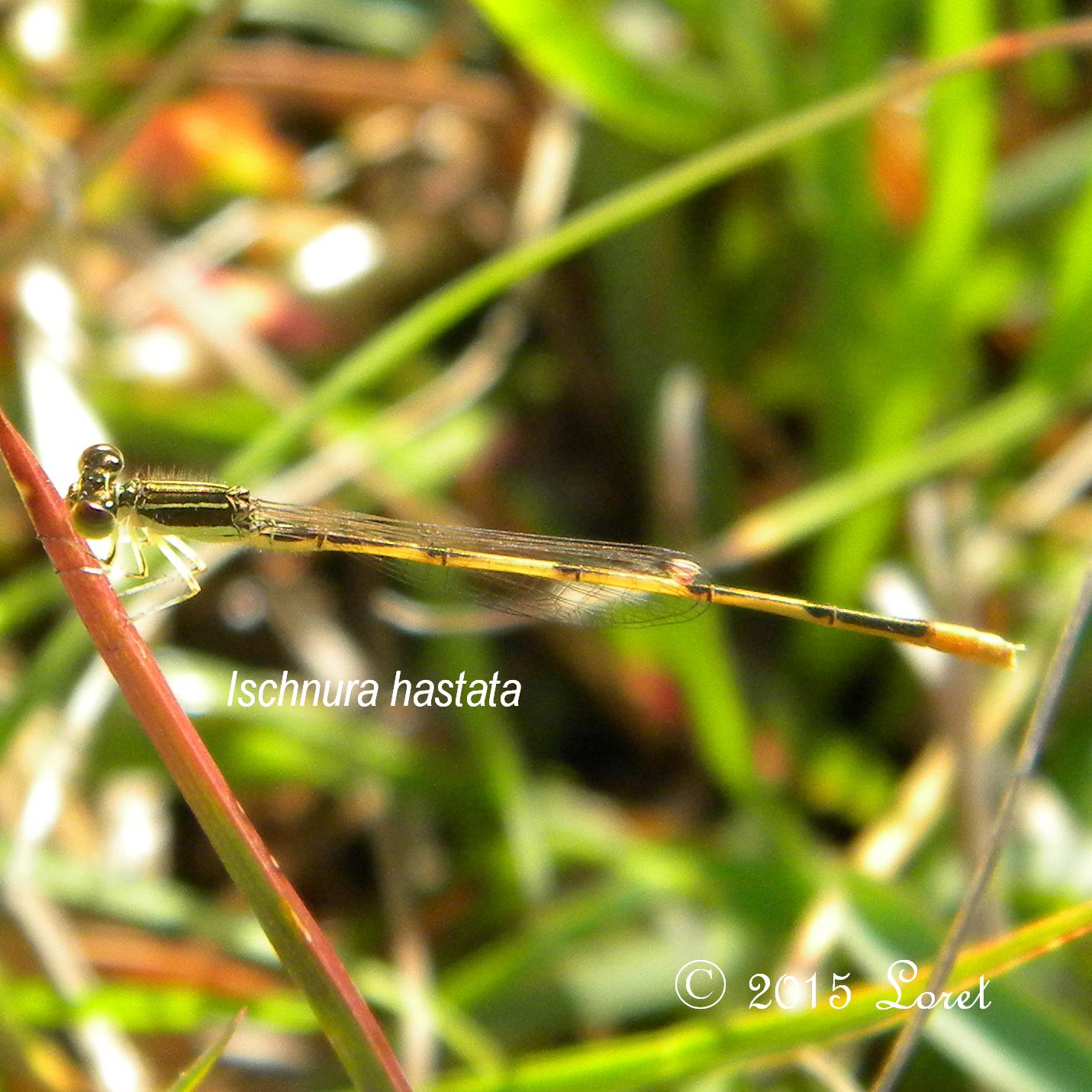 Citrine Forktail Damselfly (Ischnura hastata) | Central Florida ...