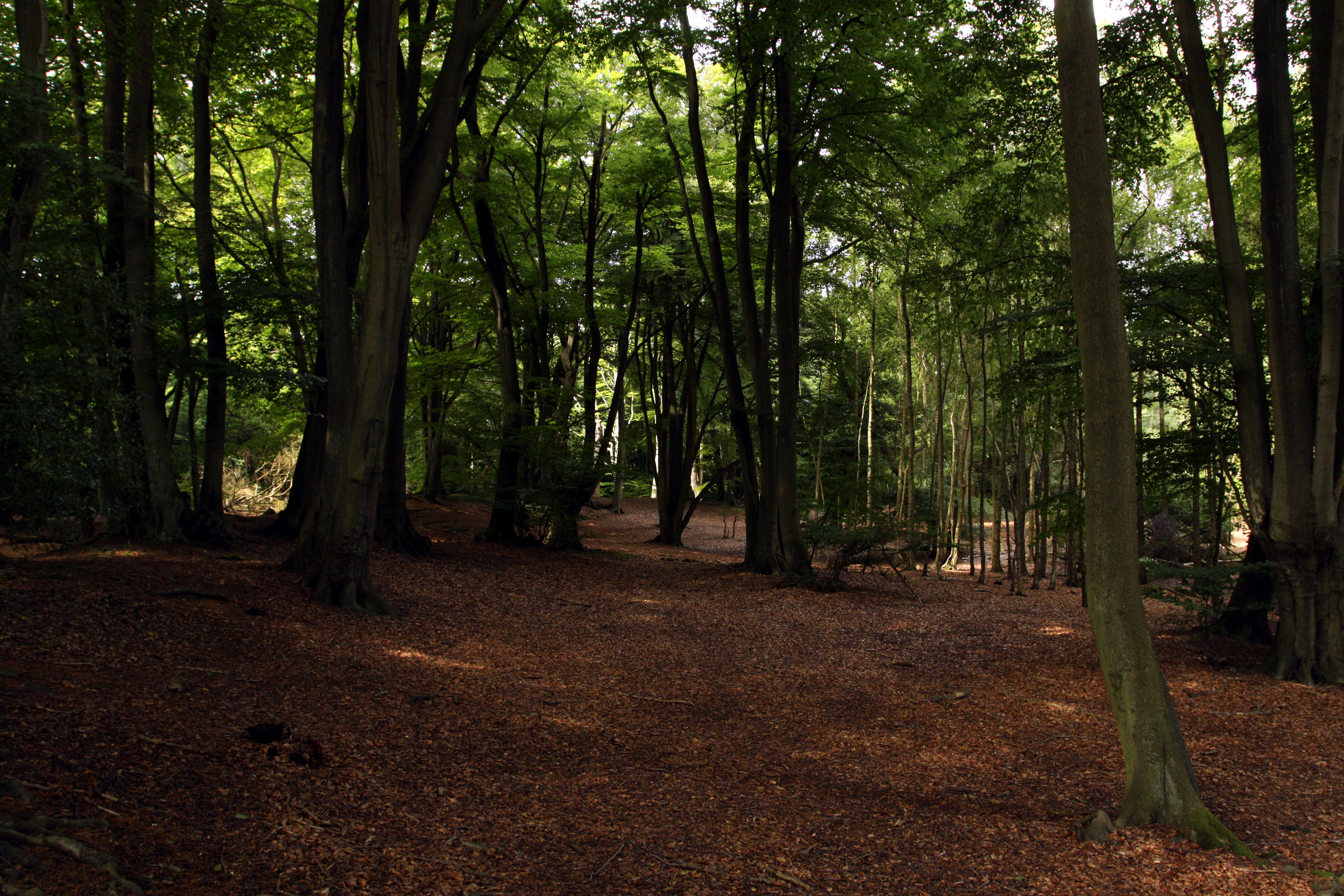 File:Epping Forrest in London, August 2013 (2).JPG - Wikimedia Commons