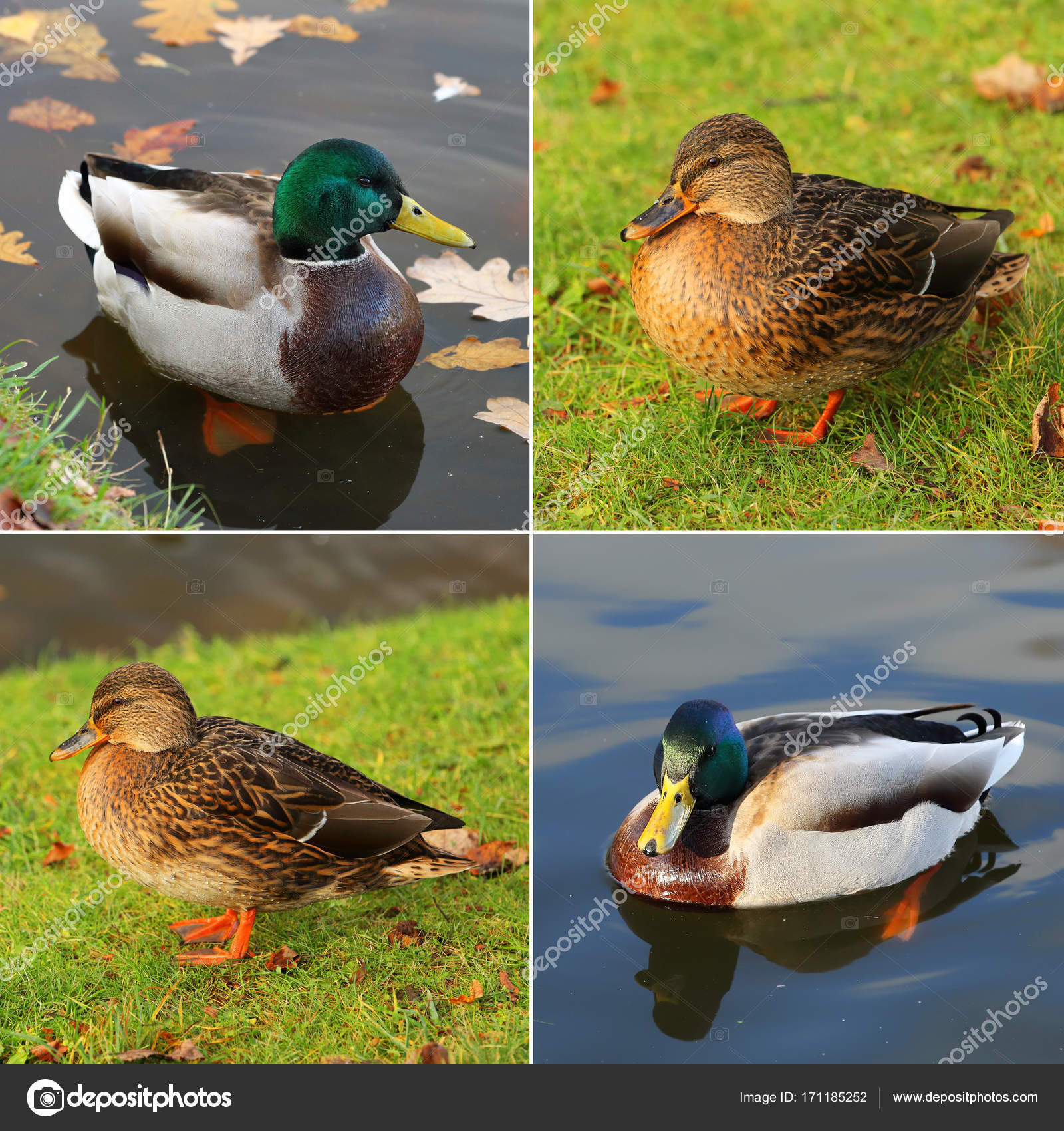 Four ducks in one photo — Stock Photo © Parsadanov #171185252