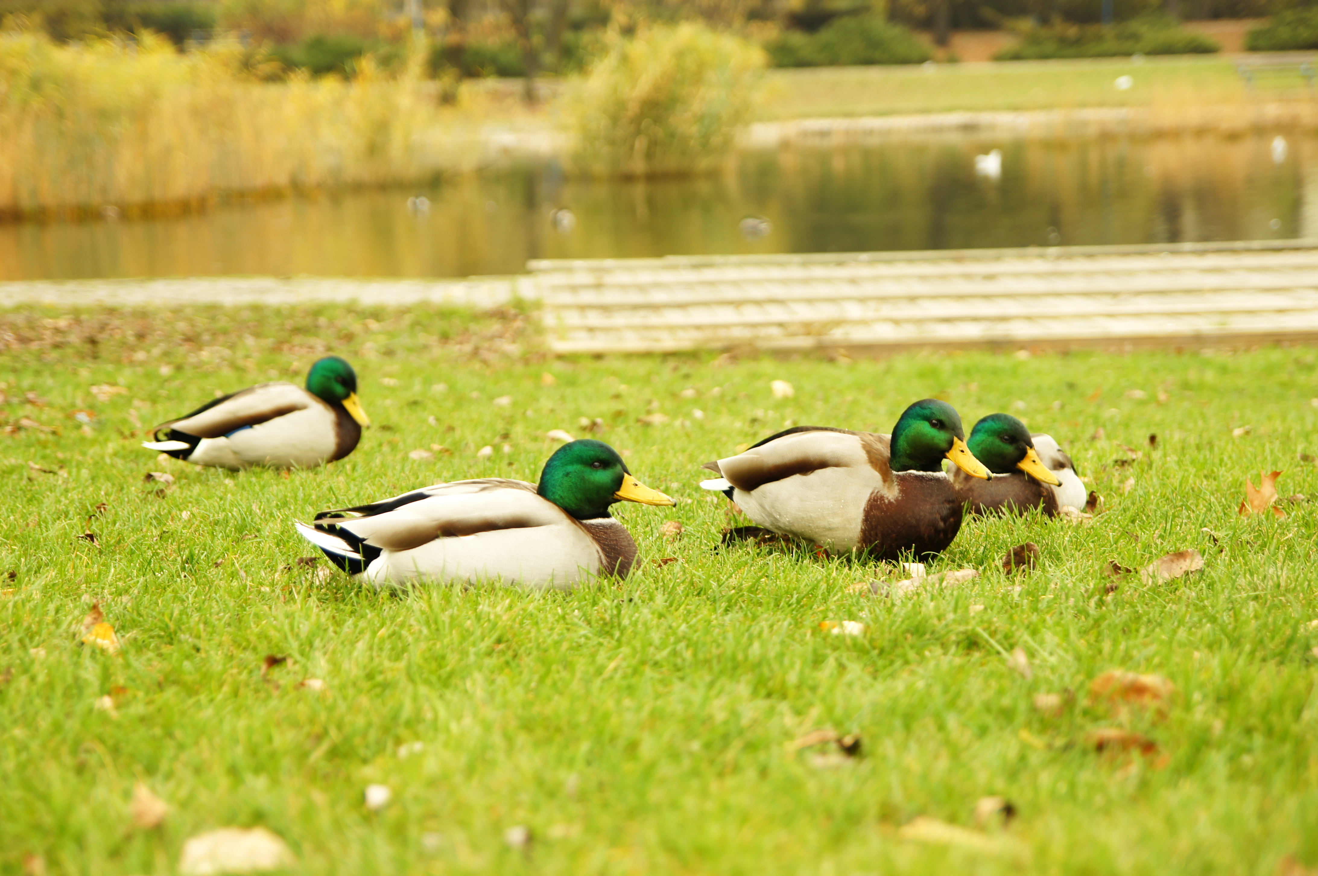 Four wild ducks on the grass - Our Great Photos