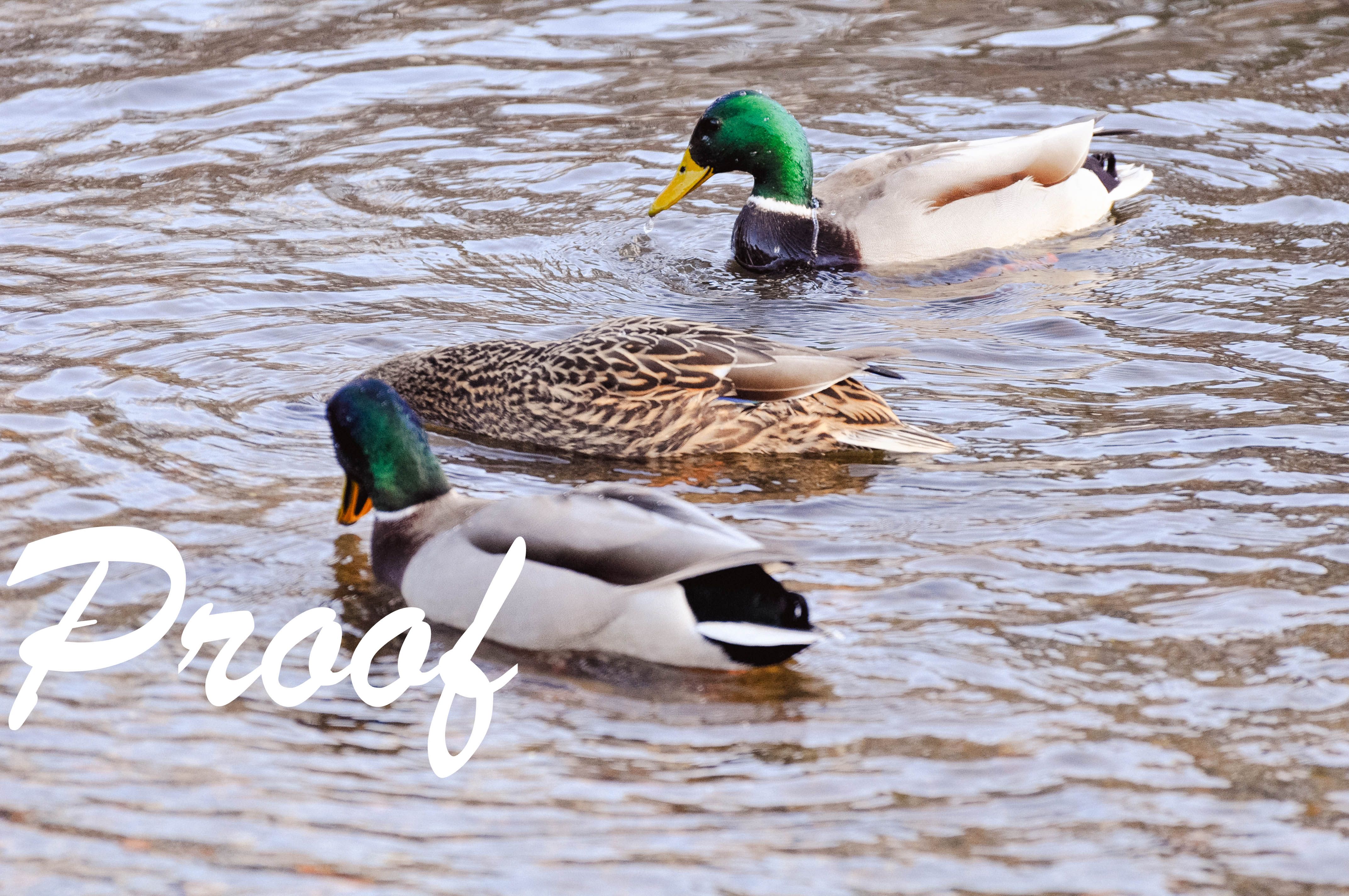 Four beautiful photos of ducks in their natural habitat. Ducks in ...