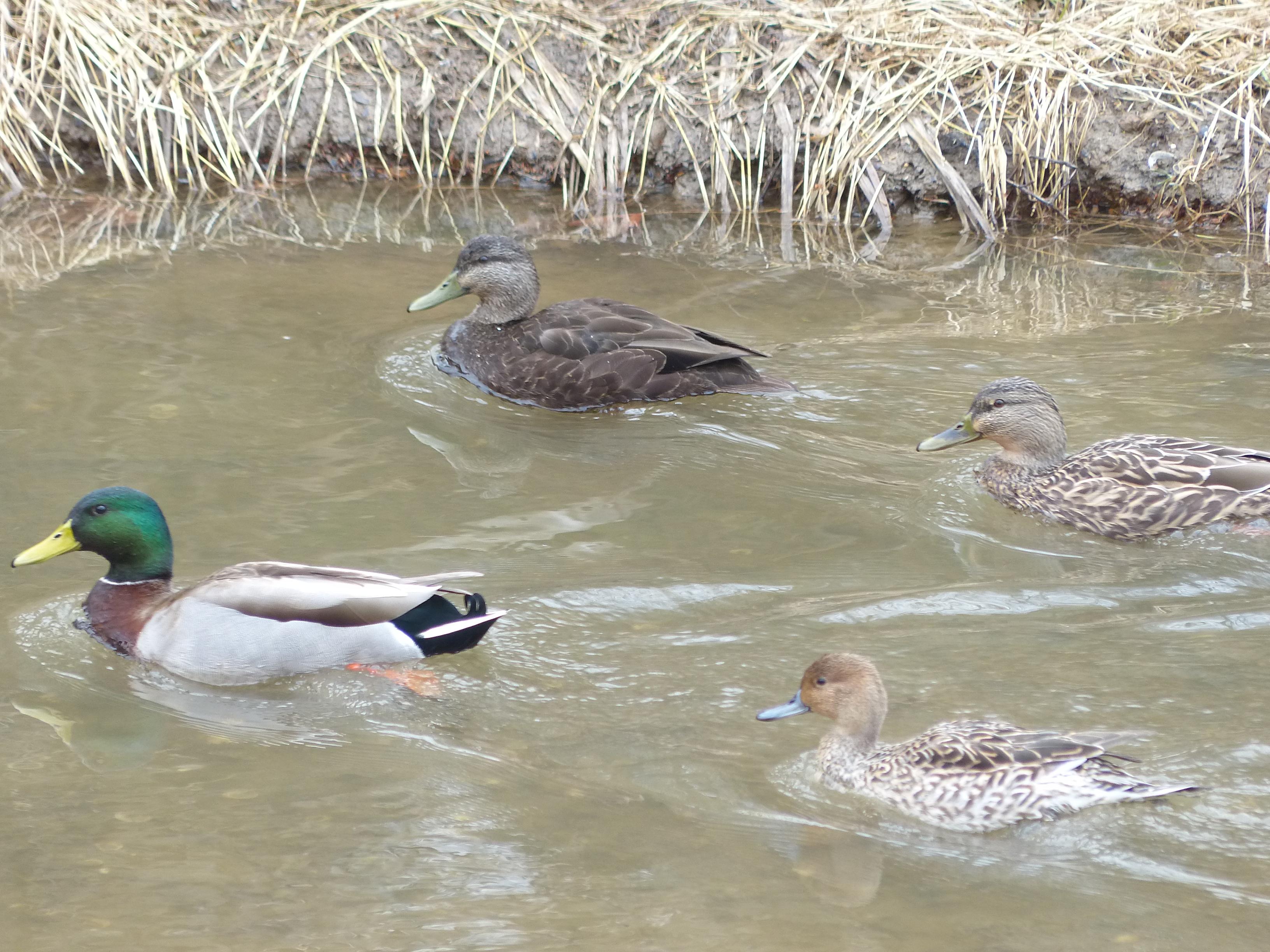 Fun comparison shot of four ducks. Fascinating to see which two are ...
