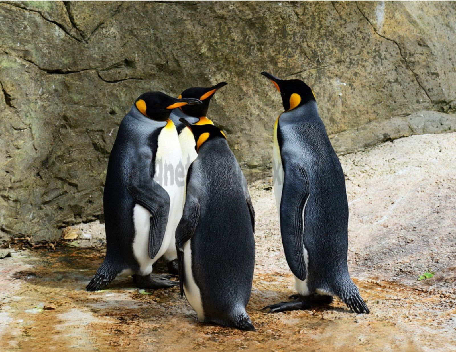 Metal Refrigerator Magnet Four King Penguins Birds Penguin Bird ...