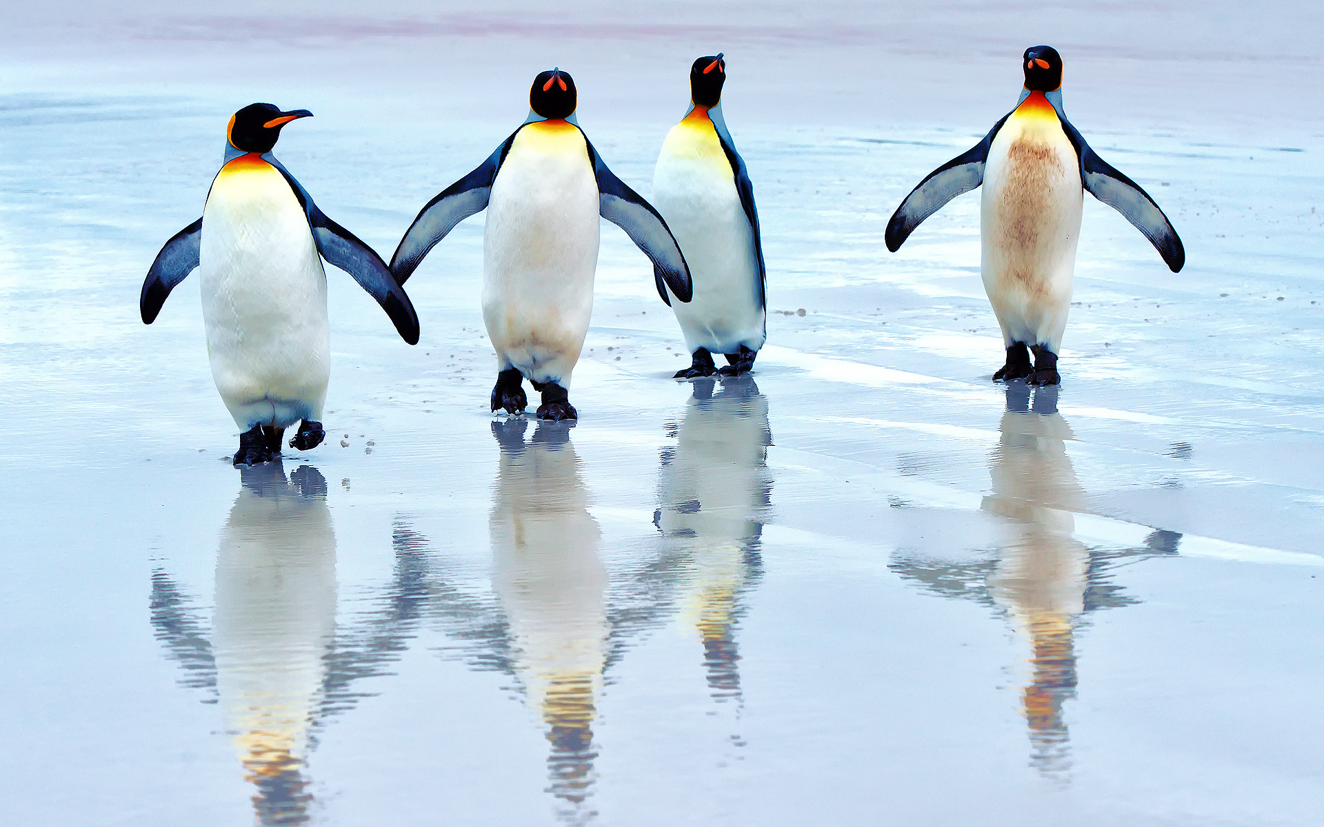 Four king penguins walking on the ice - HD wallpaper download ...