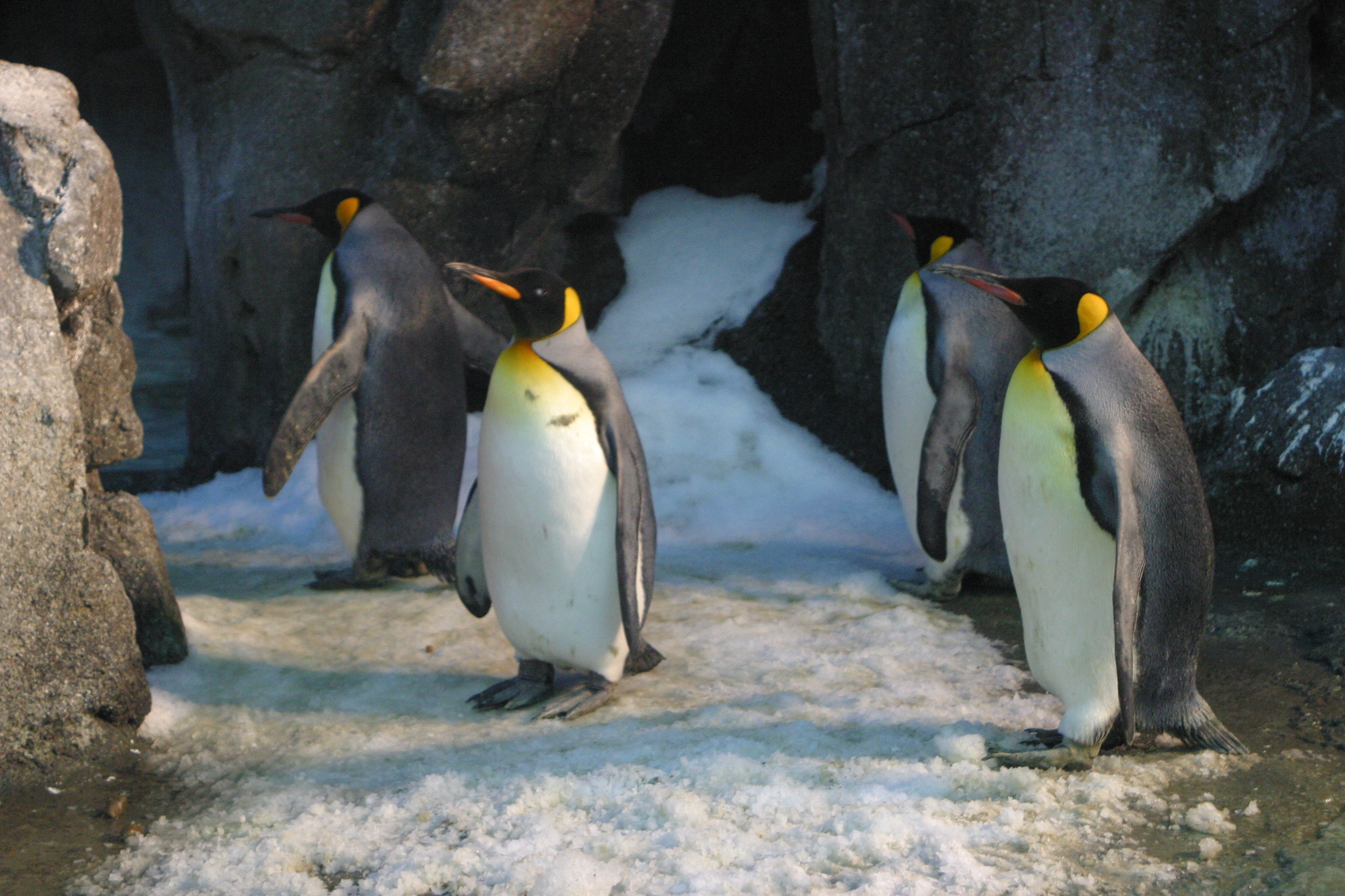 Four king penguins photo