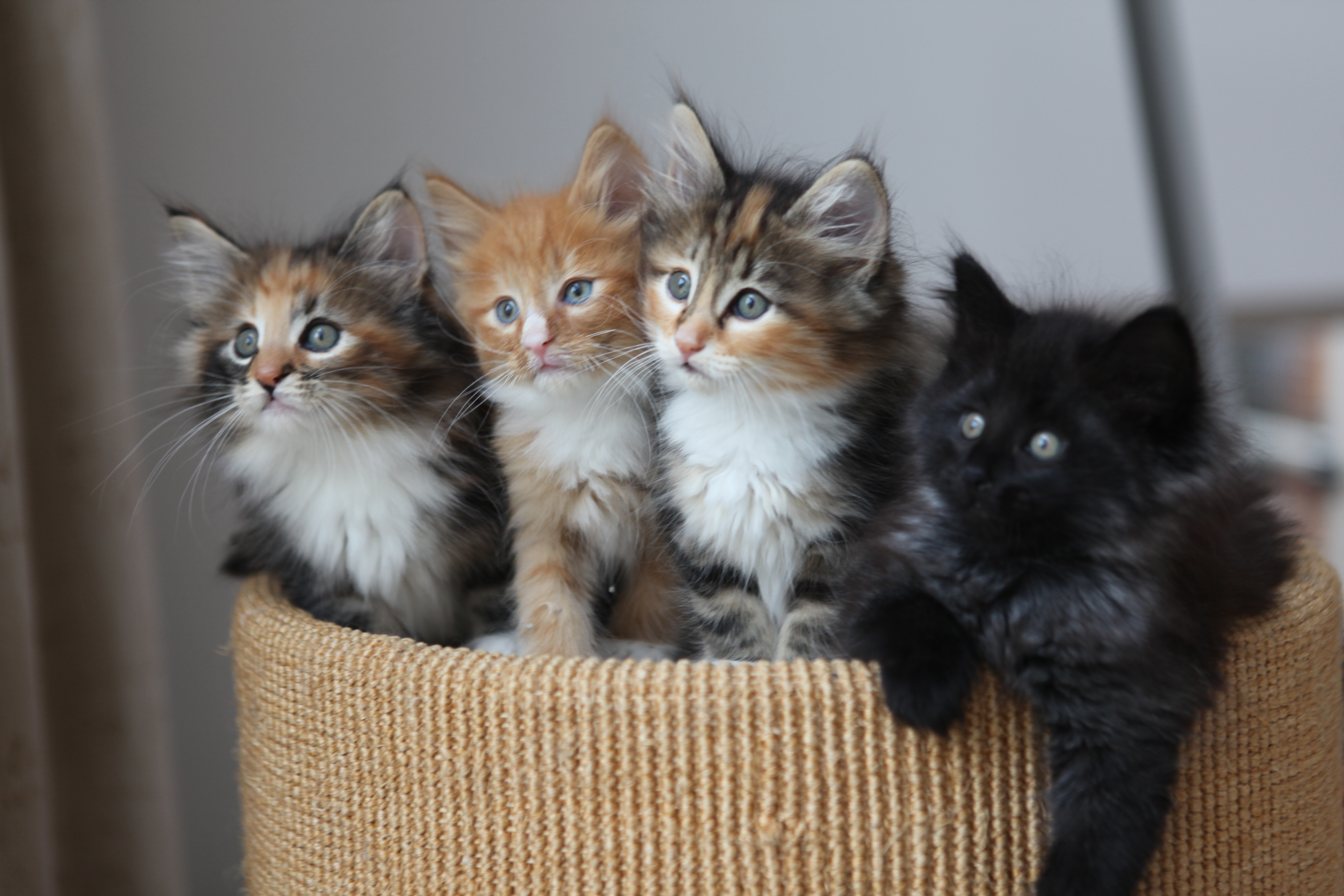 File:4 Kittens.jpg - Wikimedia Commons