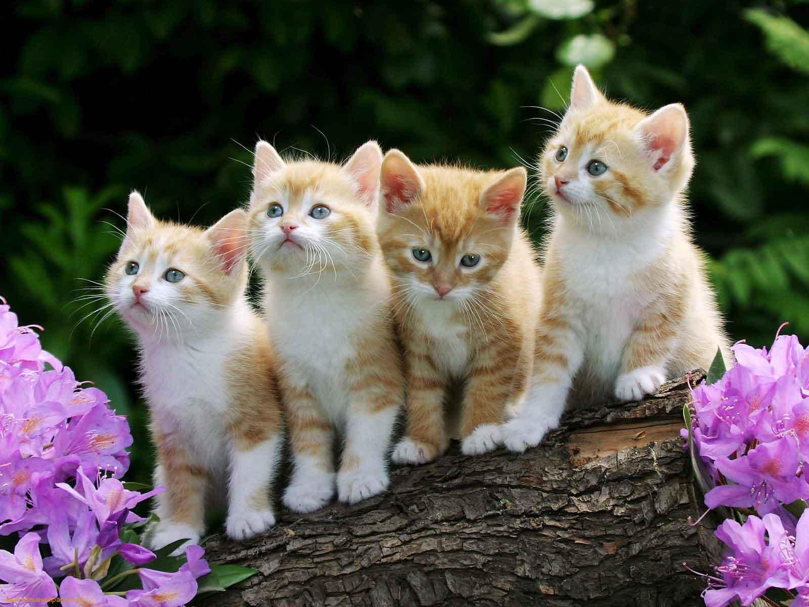 Four little kittens sitting on a log - to remind you that The Cat ...