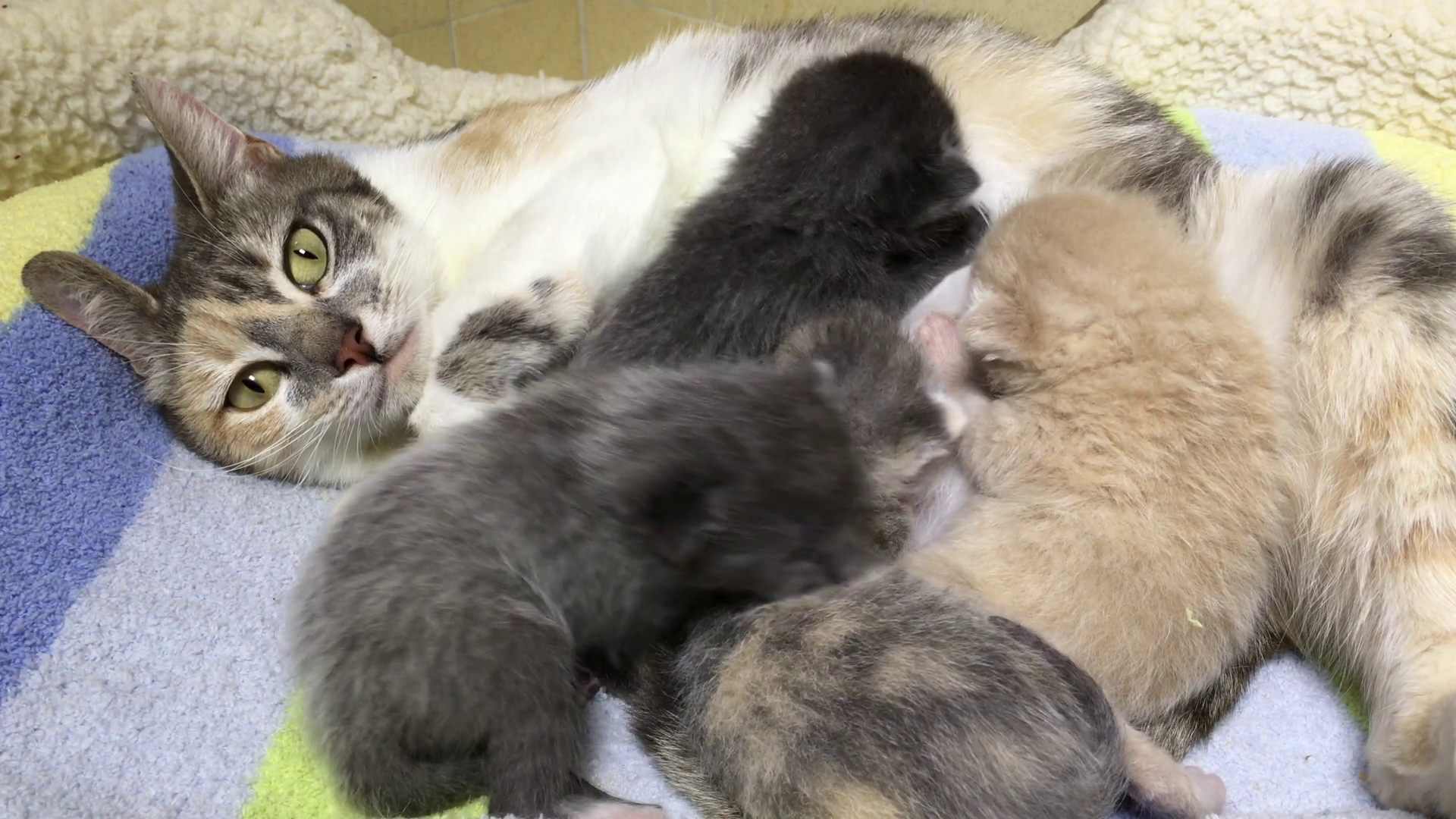 4K video of a Calico mother cat with four one week old kittens ...