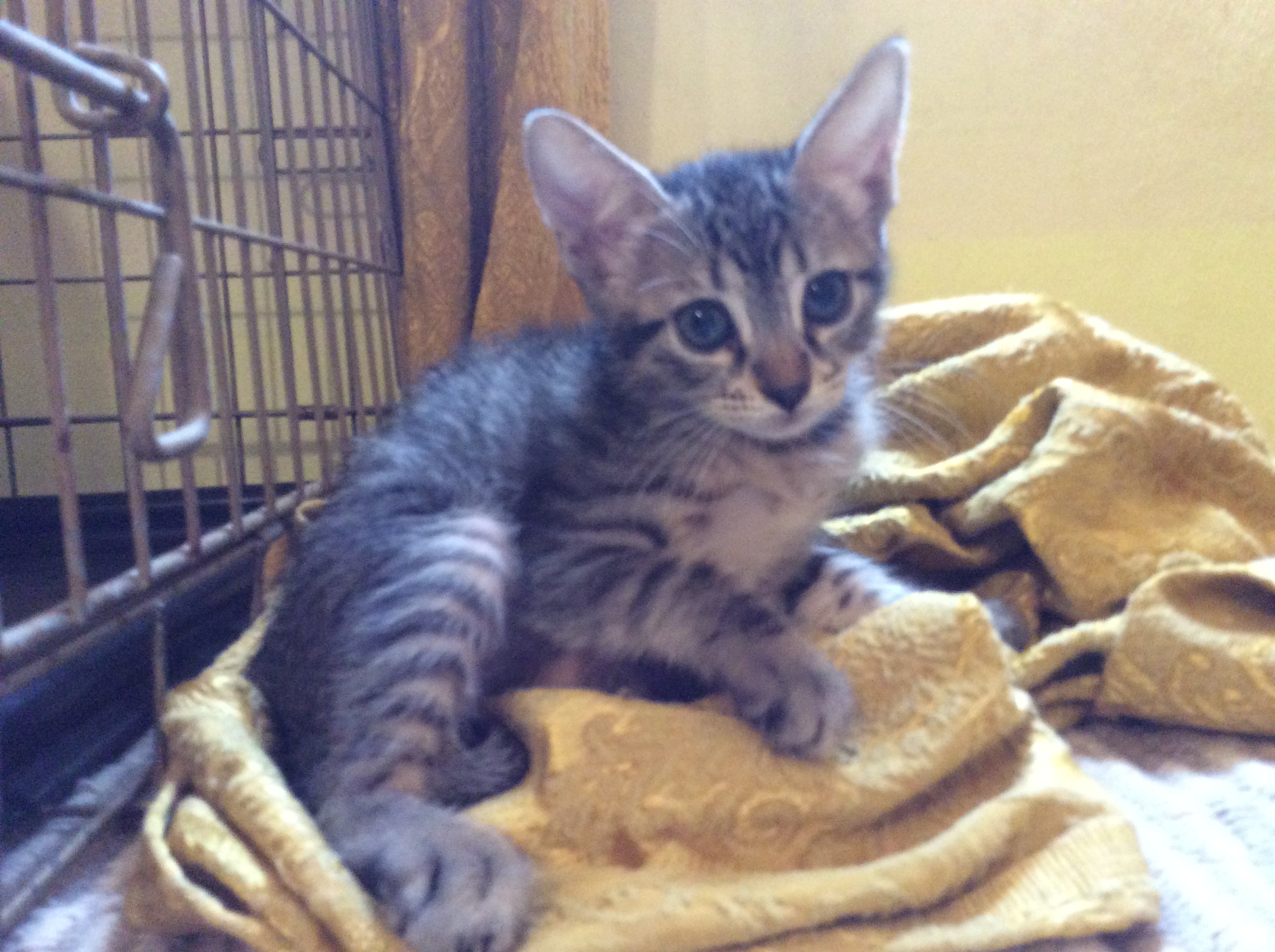 Four kittens looking for new homes - Animals and pets in Mula - Mula ...