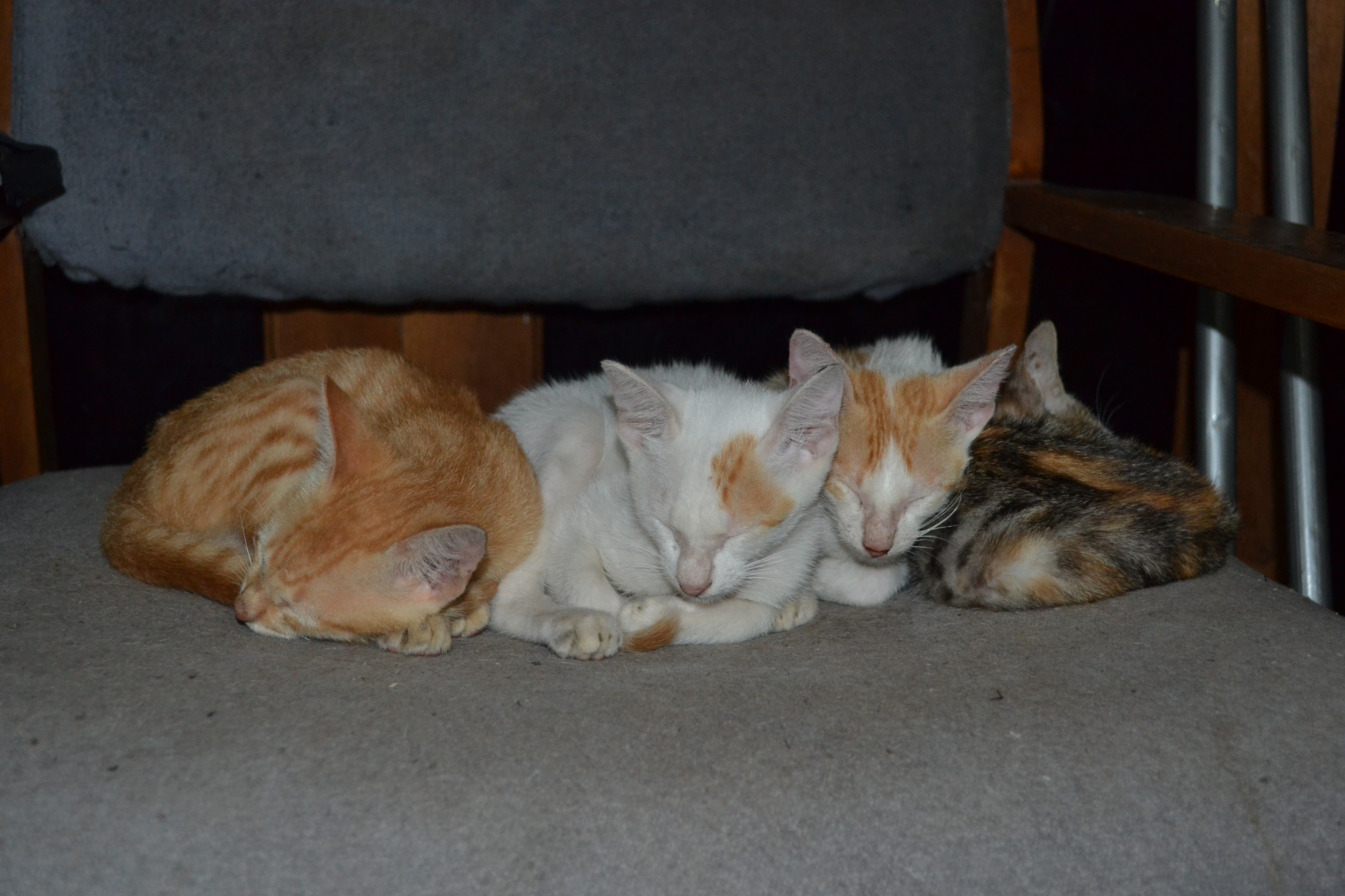 Four Sleepy Little Kittens, Cat, Cats, Cute, Feline, HQ Photo