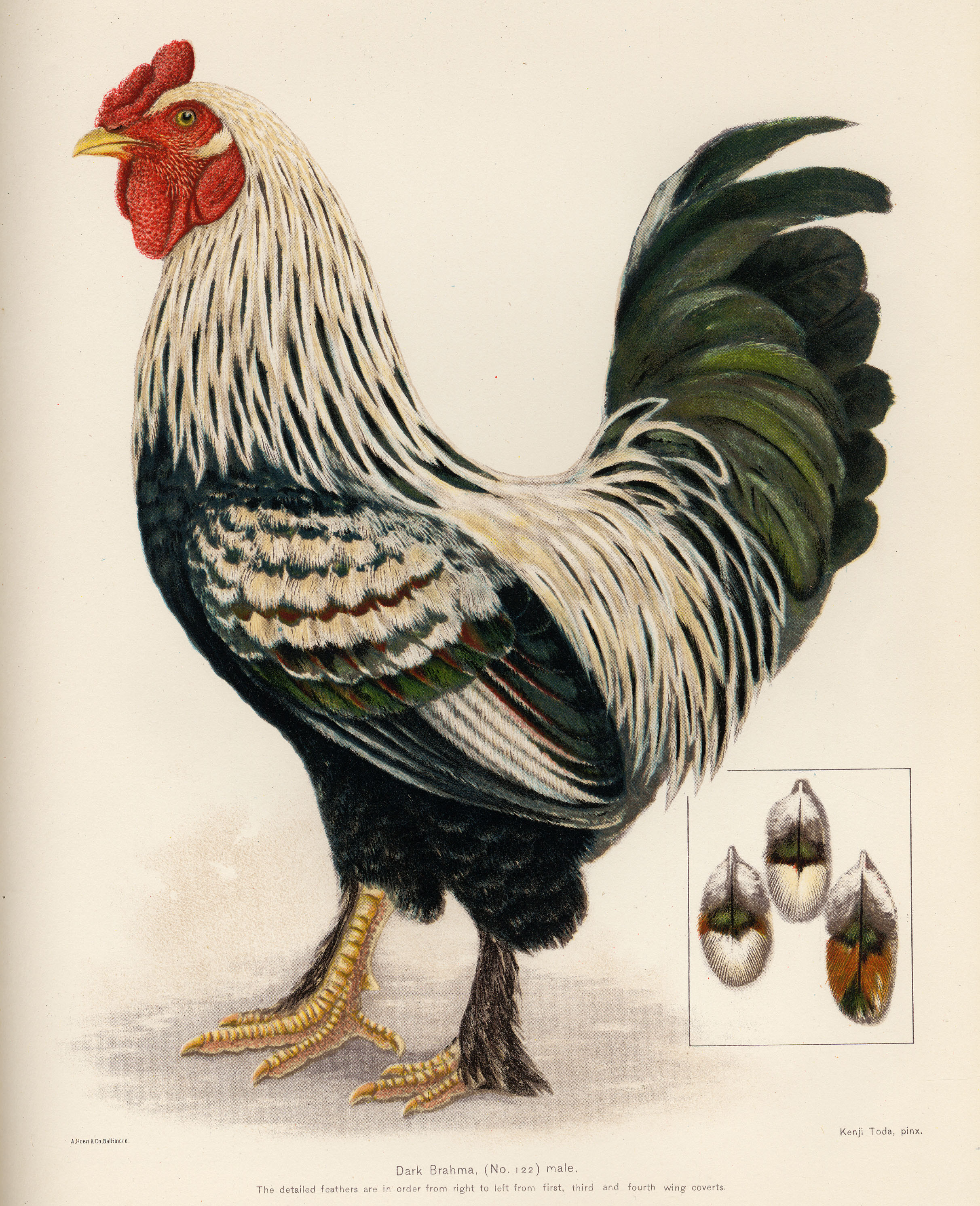 Rooster | The Consecrated Eminence