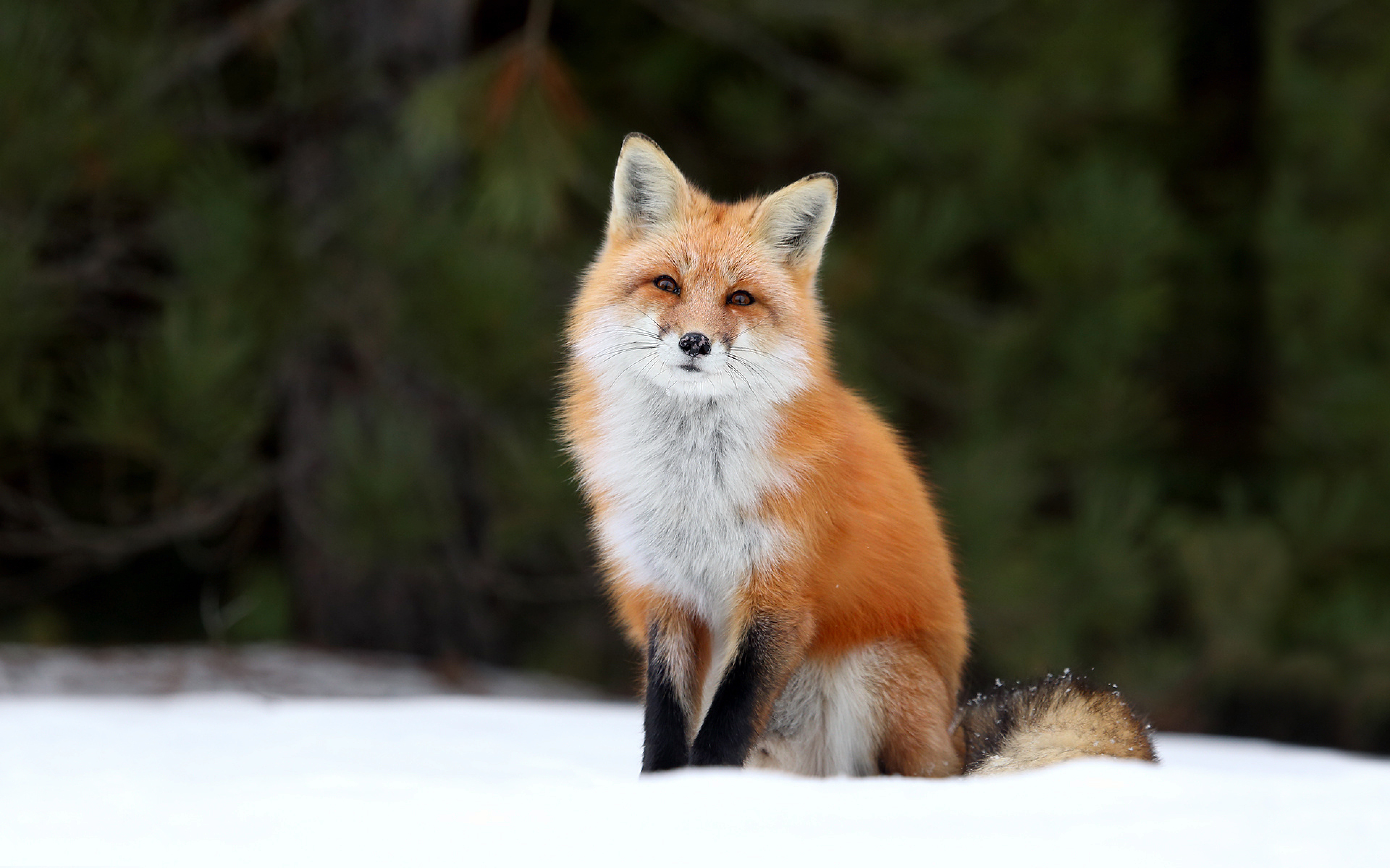 Foxes images Red Fox HD wallpaper and background photos (40437490)