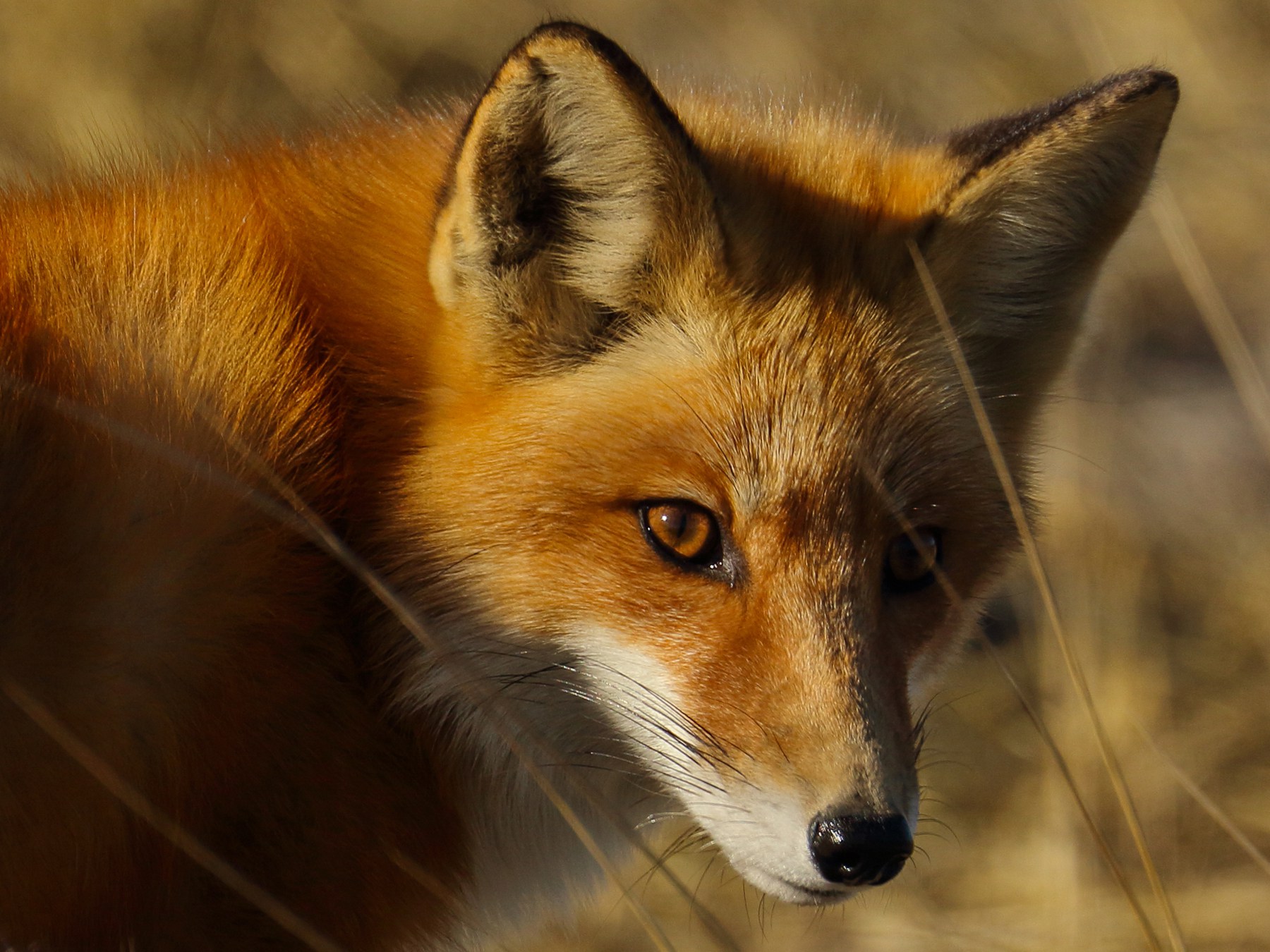 Spotlight Species on the Refuge: Red Fox | Lehigh Gap Nature Center