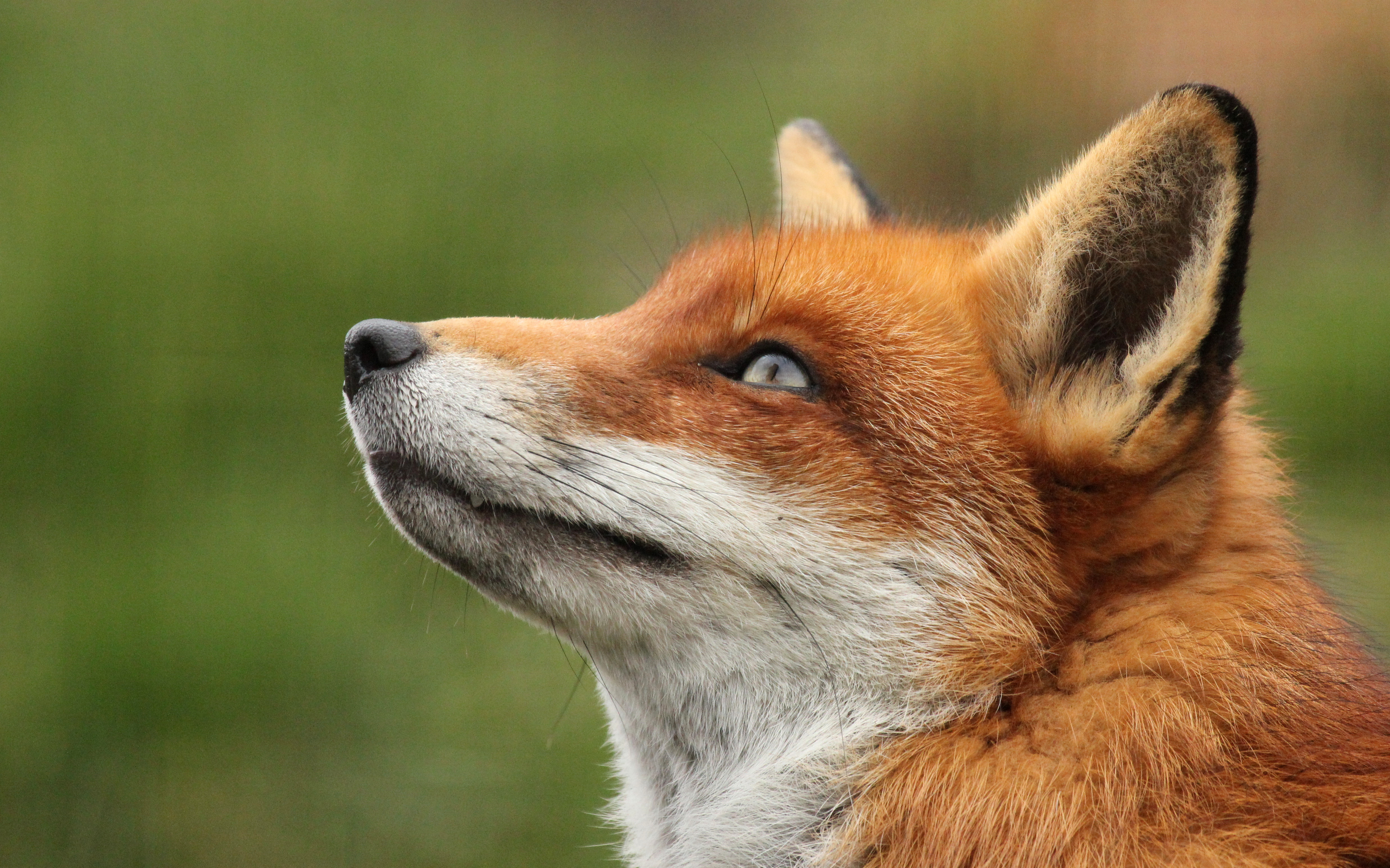 Top 59 Red Fox Wallpaper - HD Animal Spot
