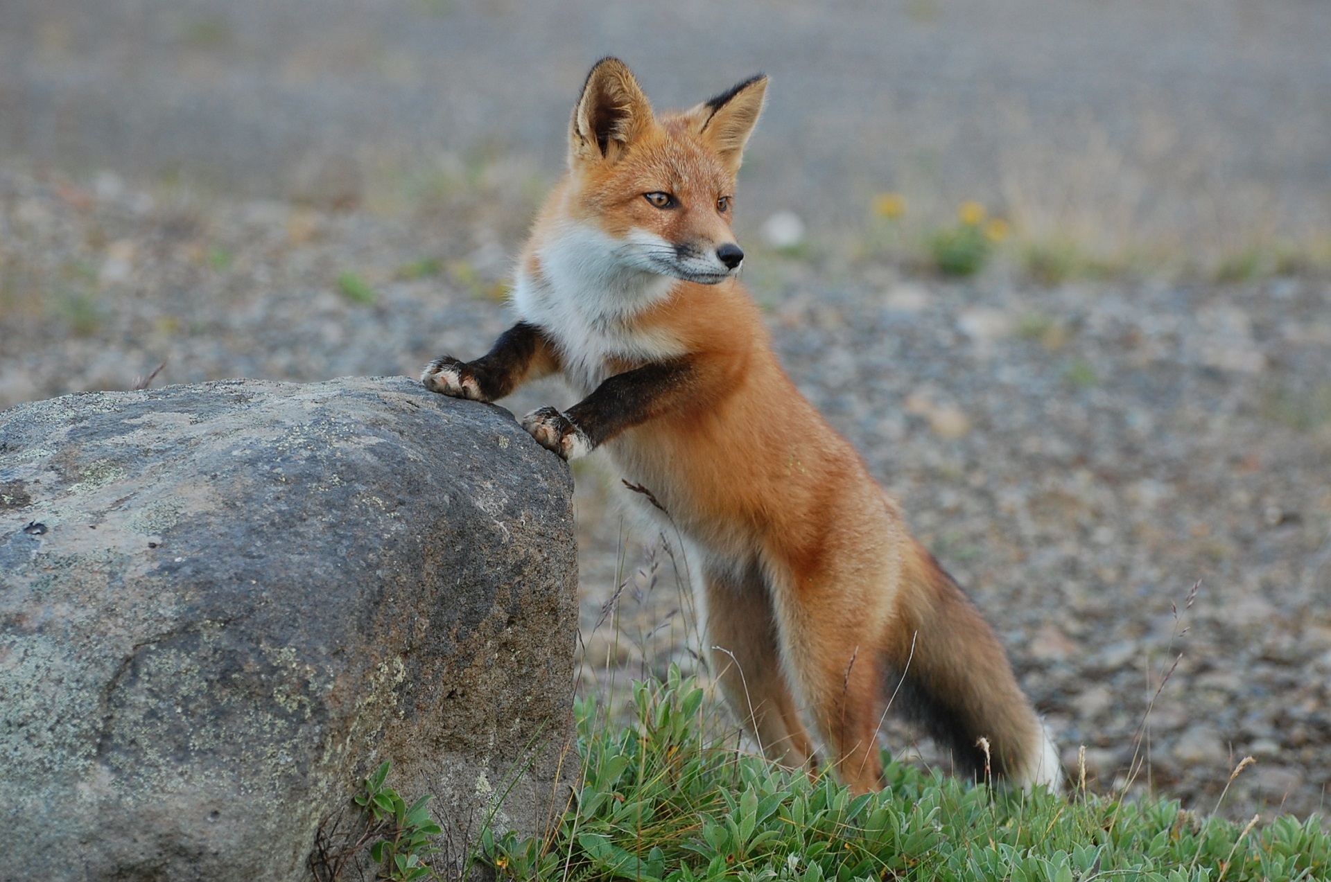 Fox on the rock photo