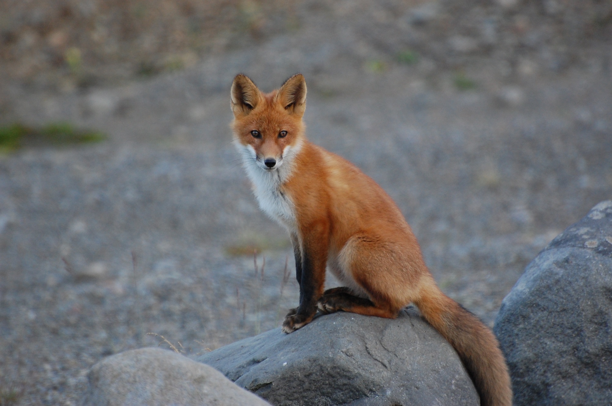 Fox on the rock photo