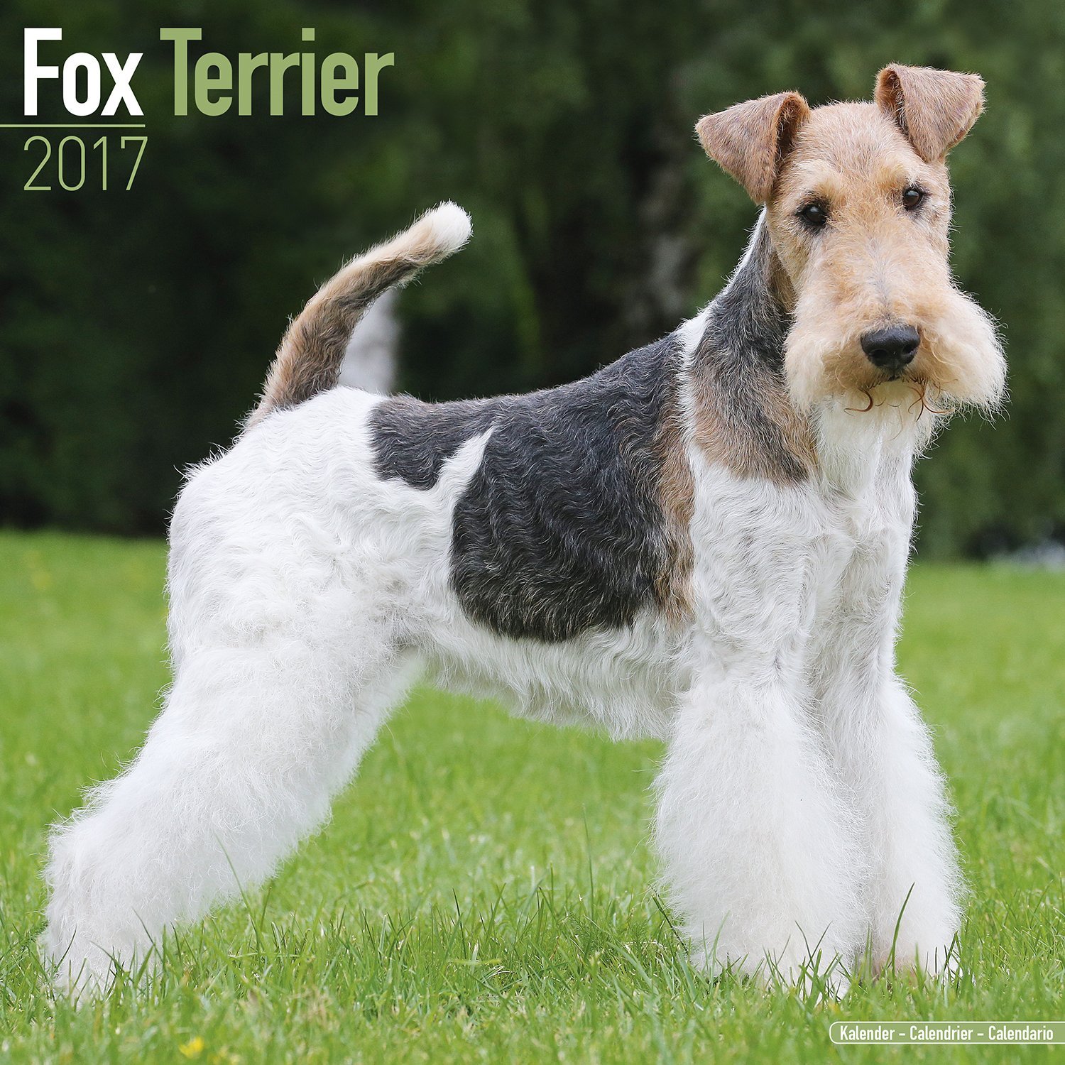 Fox Terrier Calendar 2017 - Dog Breed Calendars - 2016 - 2017 wall ...