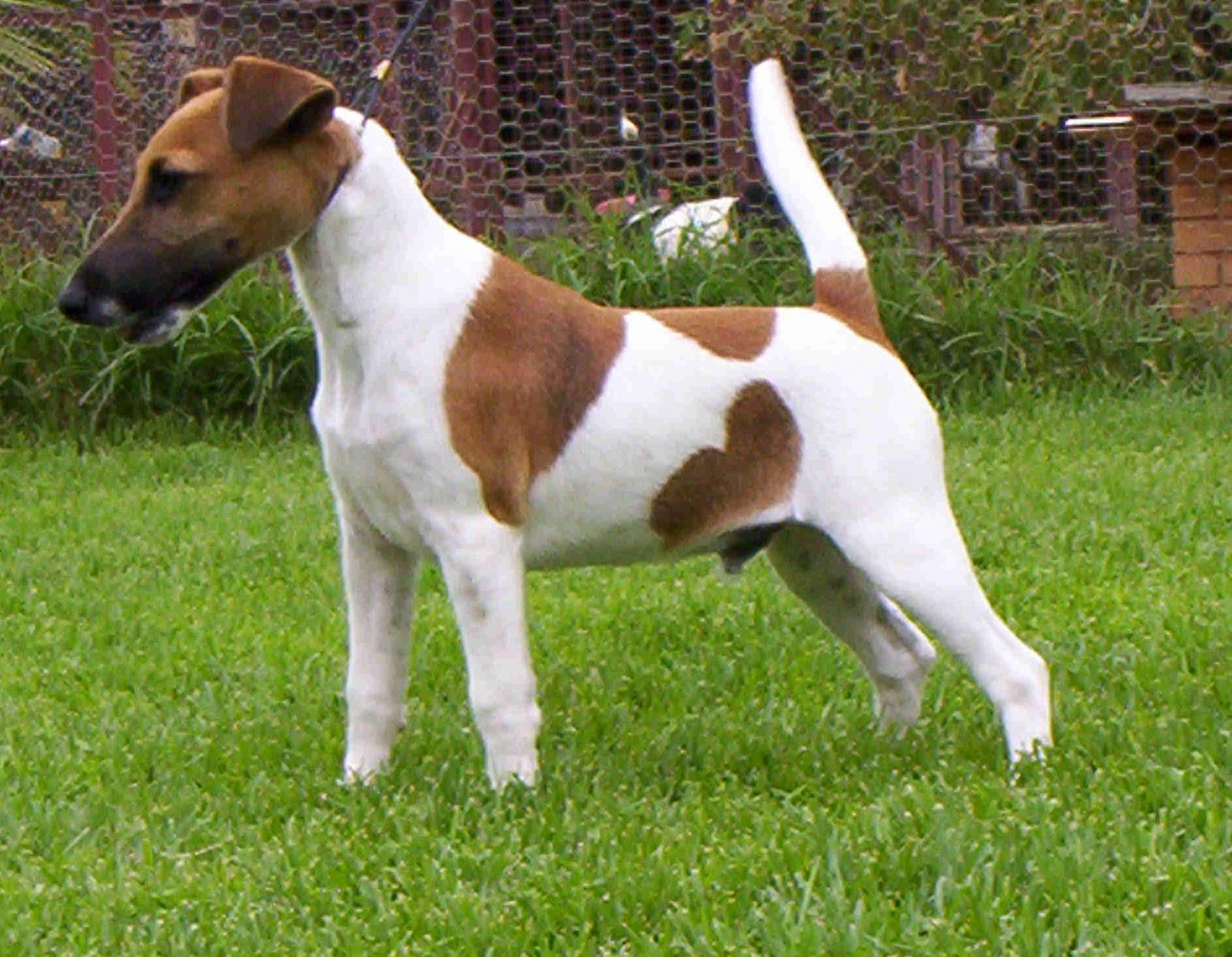 Fox Terrier Dog Breeds Pictures HD ~ apdyfrig