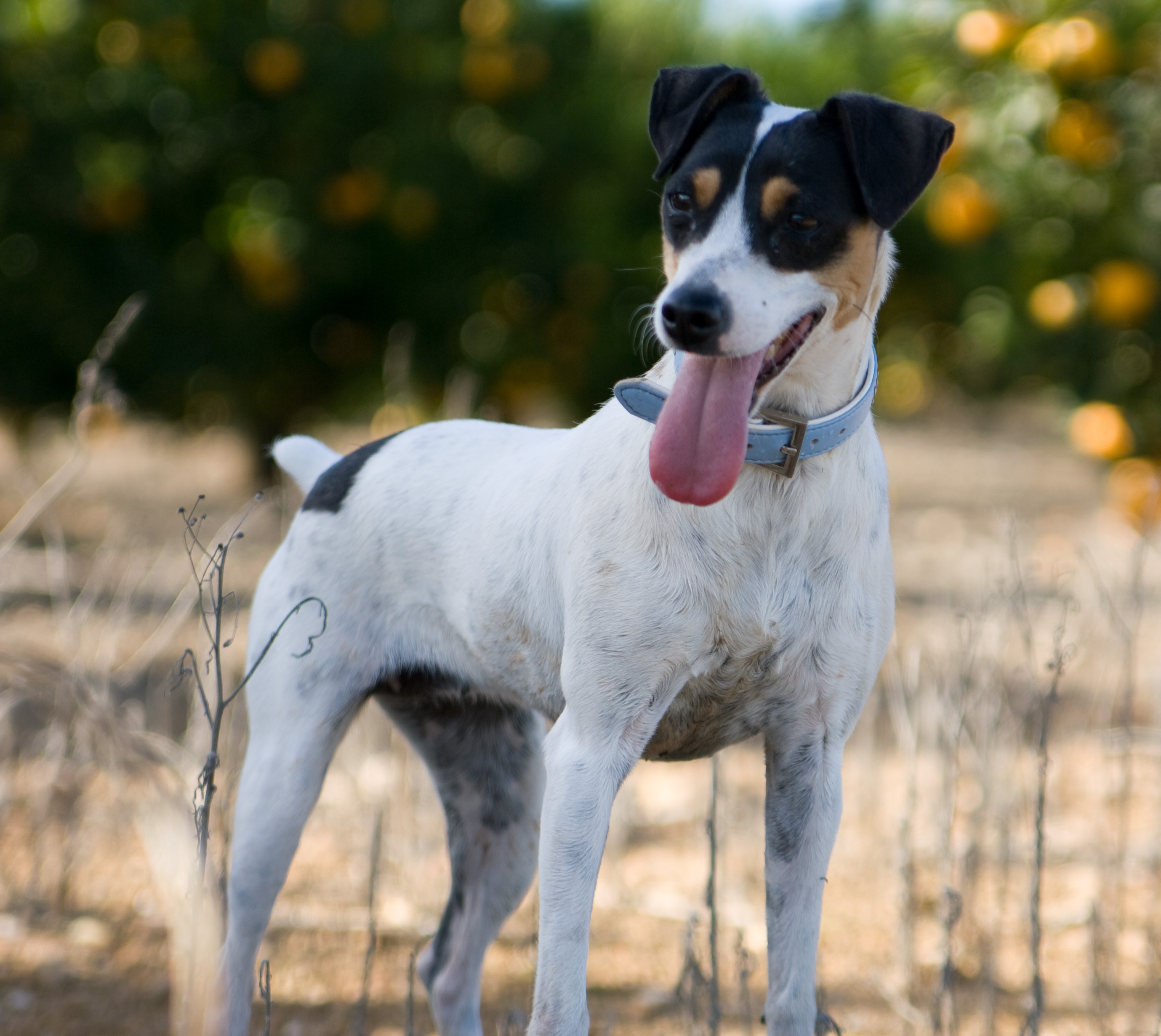 Happy Fox Terrier (Smooth) dog photo and wallpaper. Beautiful Happy ...