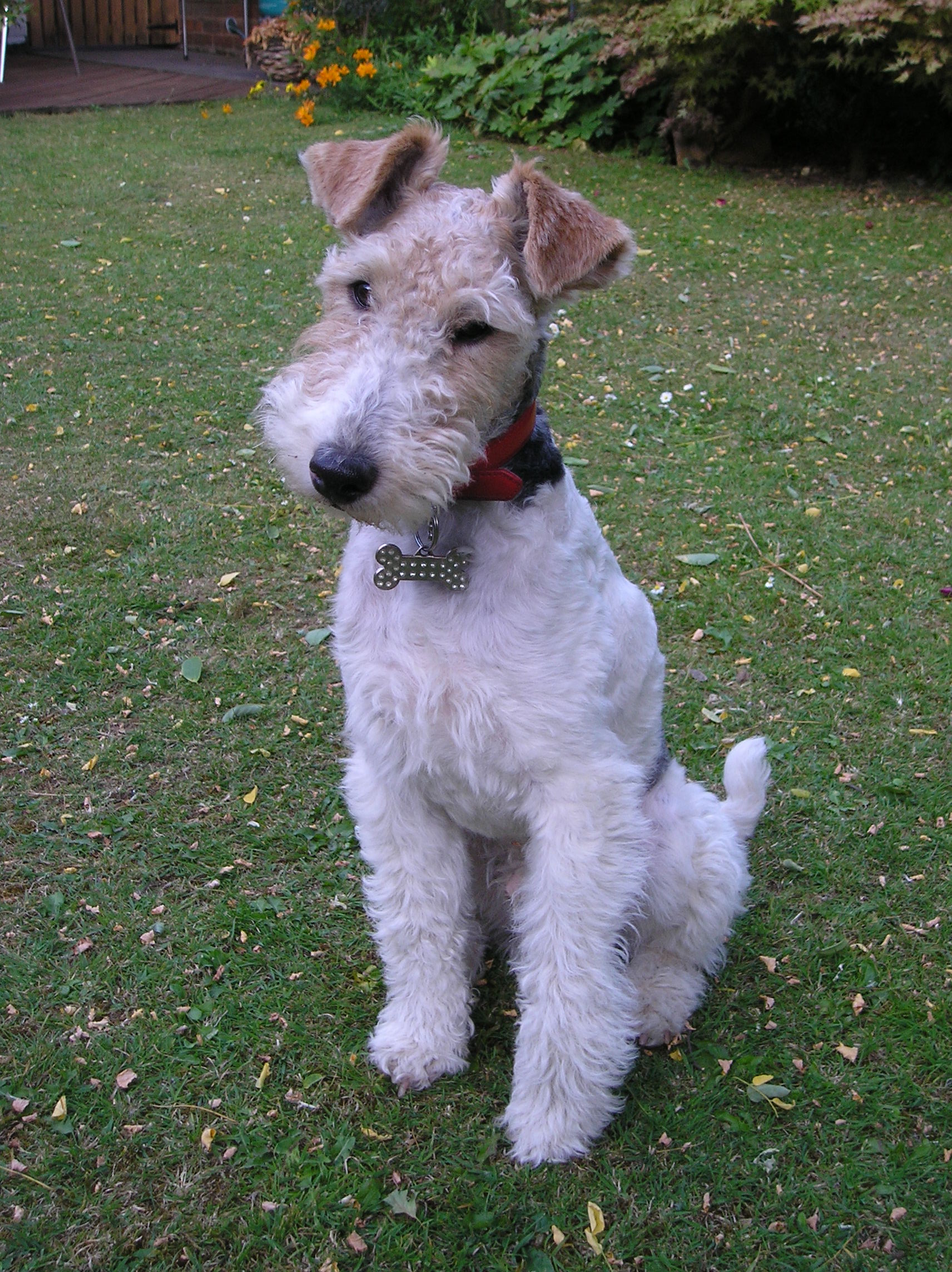 Fox Terrier (Wire) | Dogs | Breed Information | Omlet