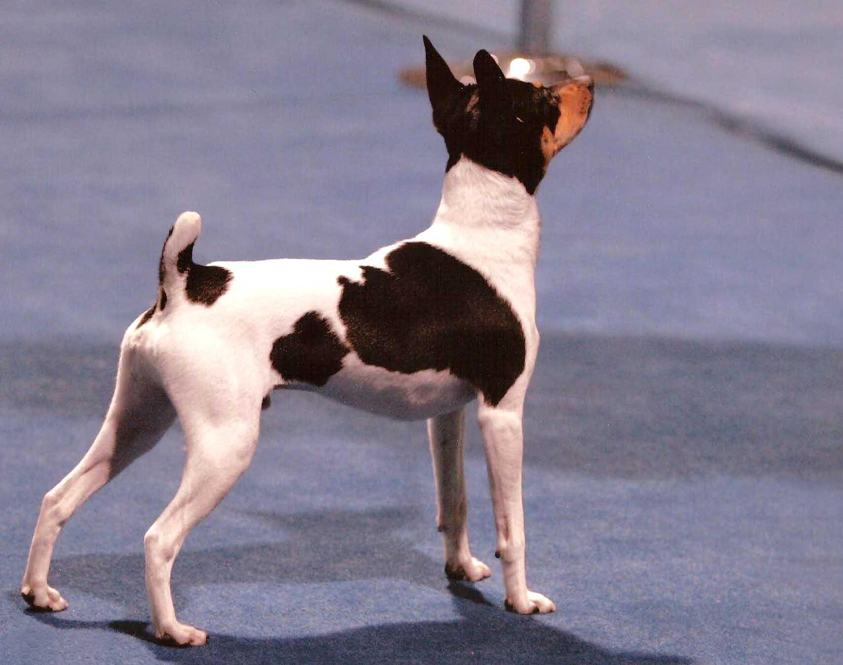 Toy Fox Terrier dog on the dog show photo and wallpaper. Beautiful ...