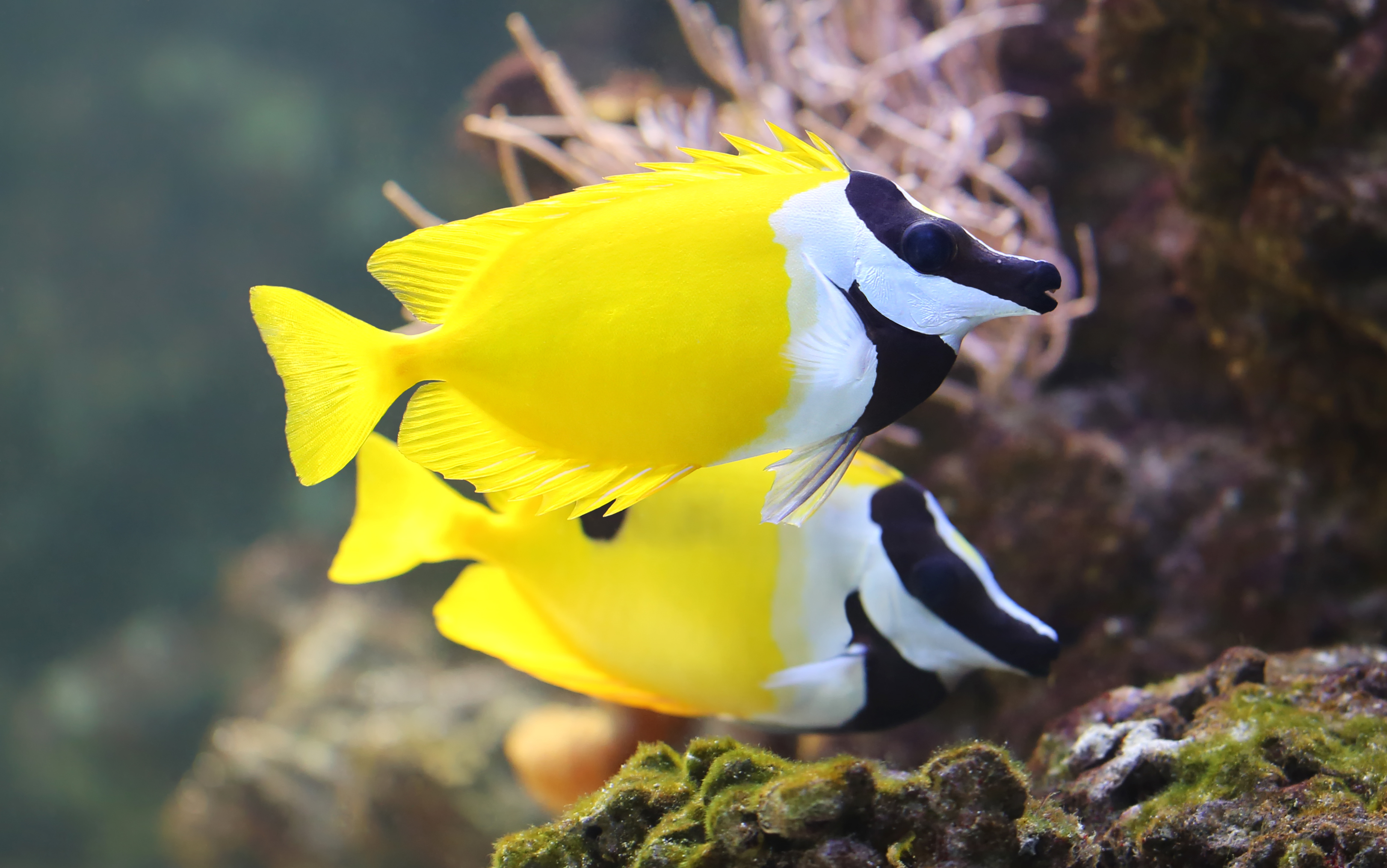 National Aquarium | Animal Update: Foxface Rabbitfish Added to ...
