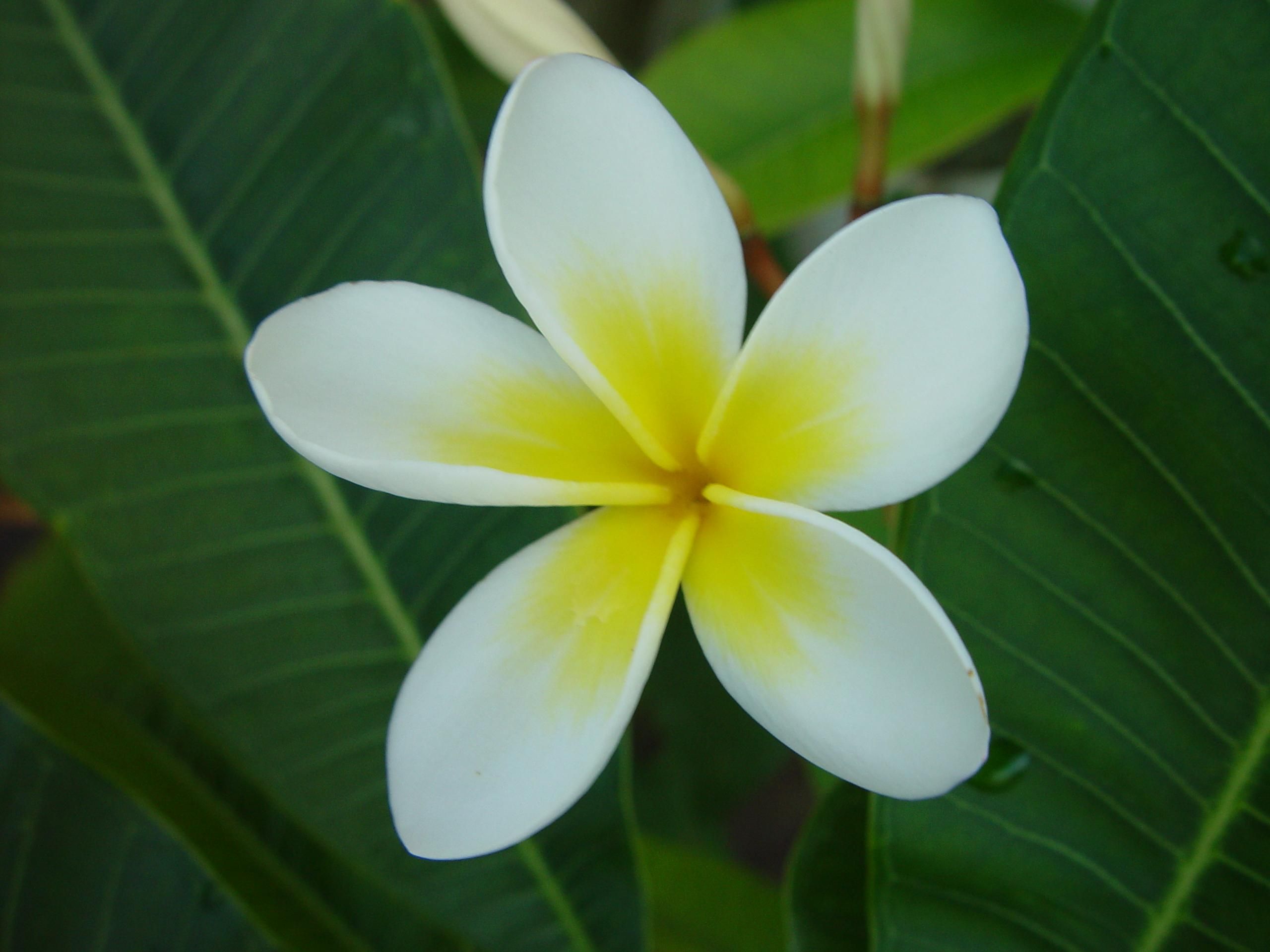 Frangipani flower photo