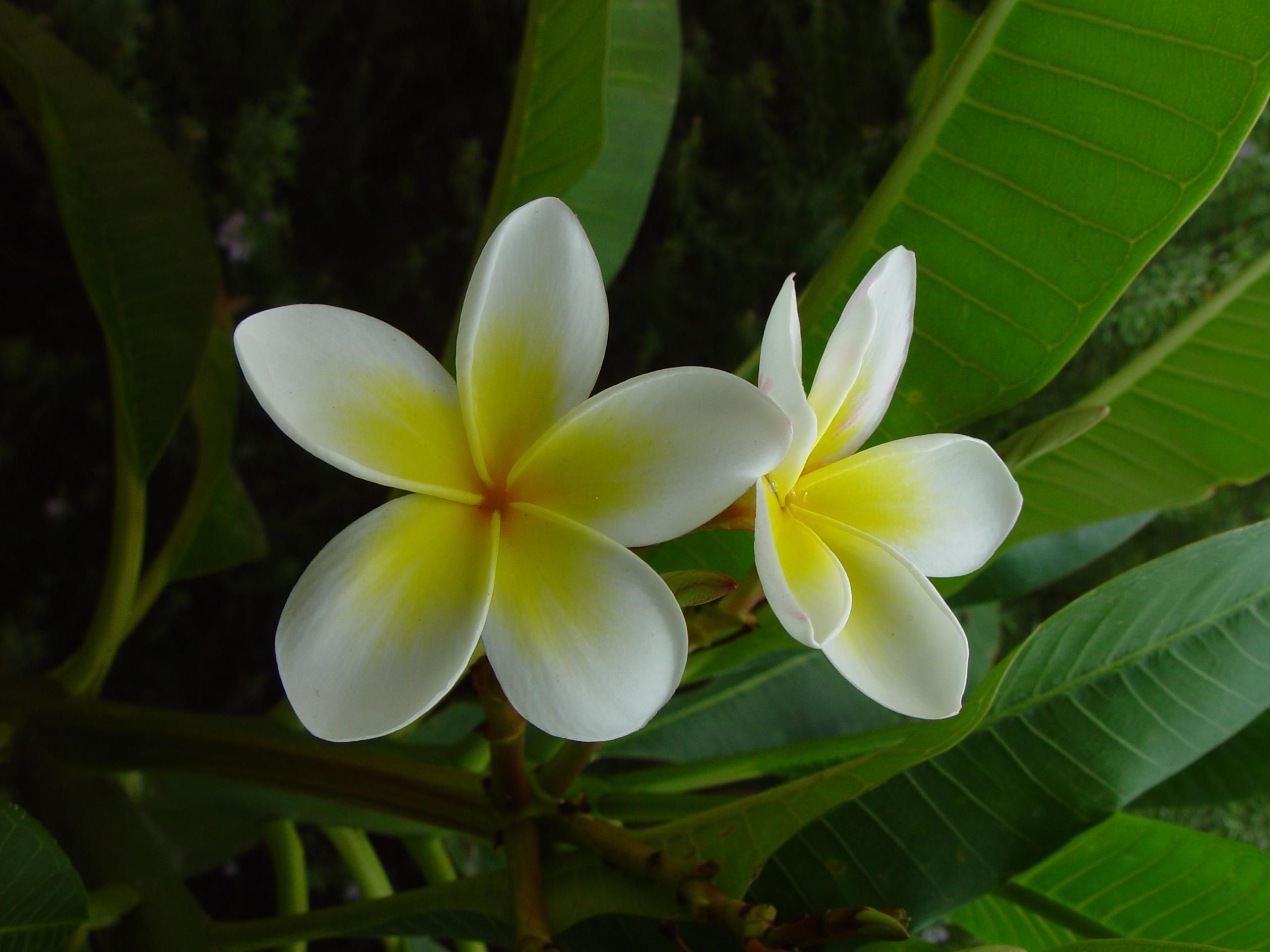File:Frangipani flower plumeria.jpg - Wikimedia Commons