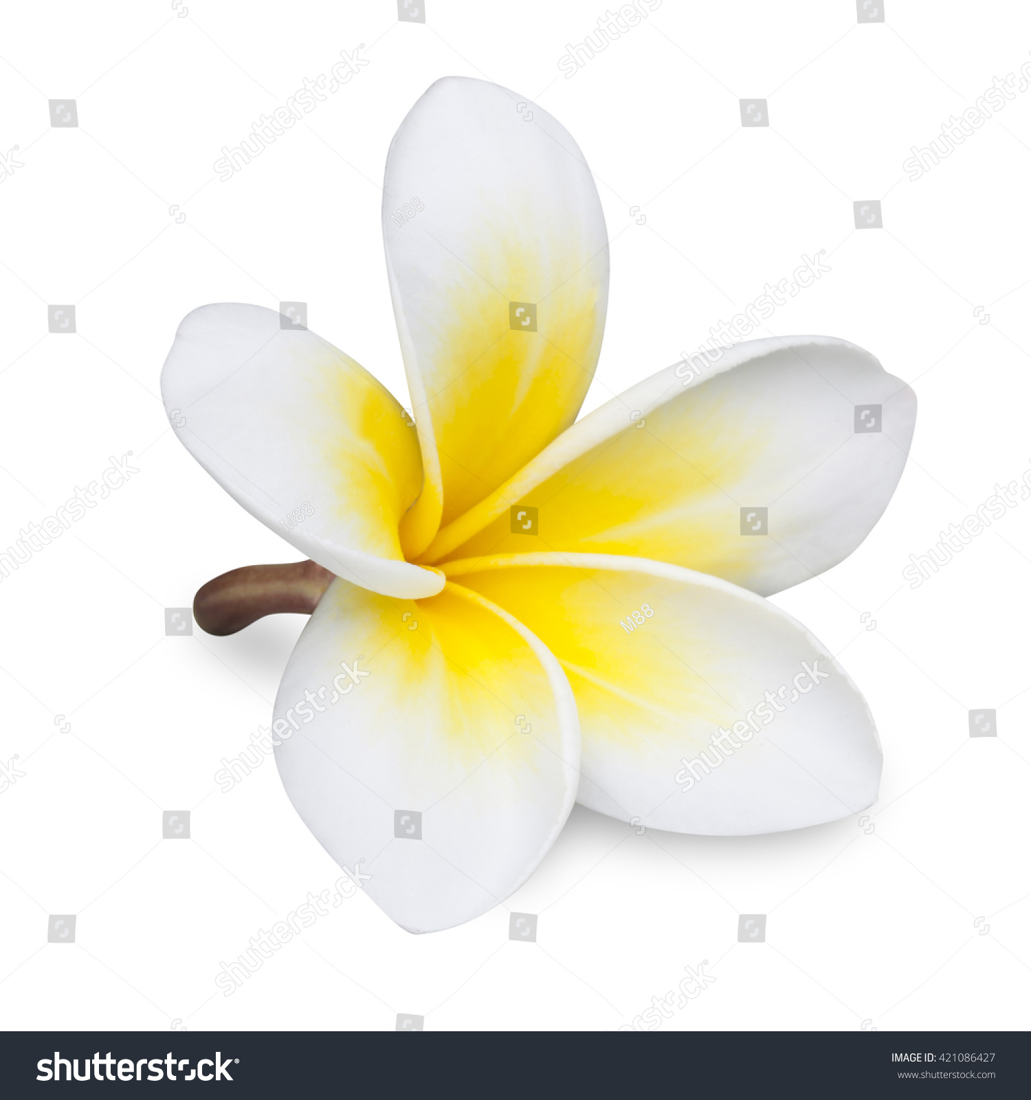 Frangipani Flower Plumeria Isolated On White Stock Photo 421086427 ...