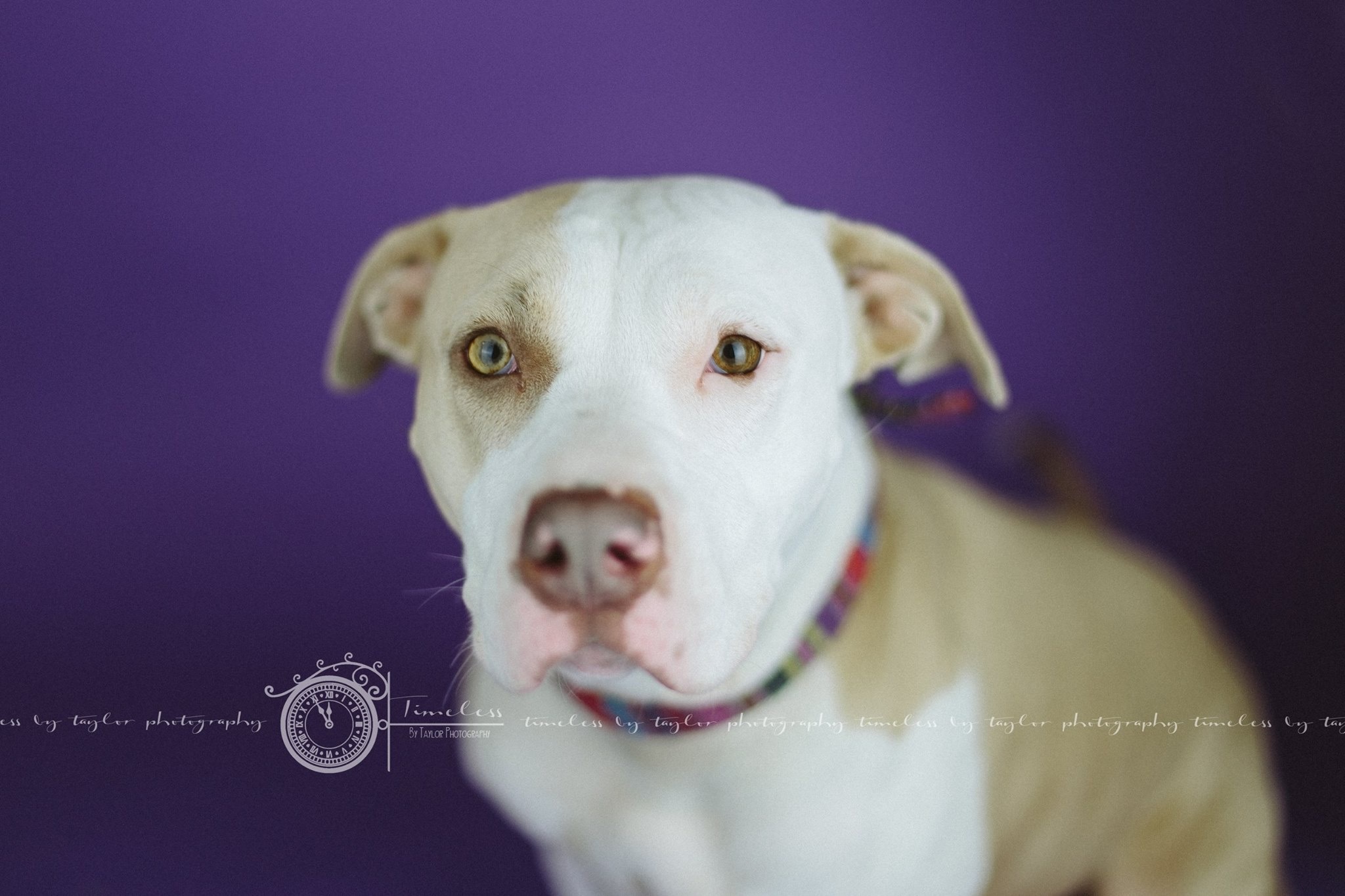 Dog for Adoption – Nala, near Breese, IL | Petfinder