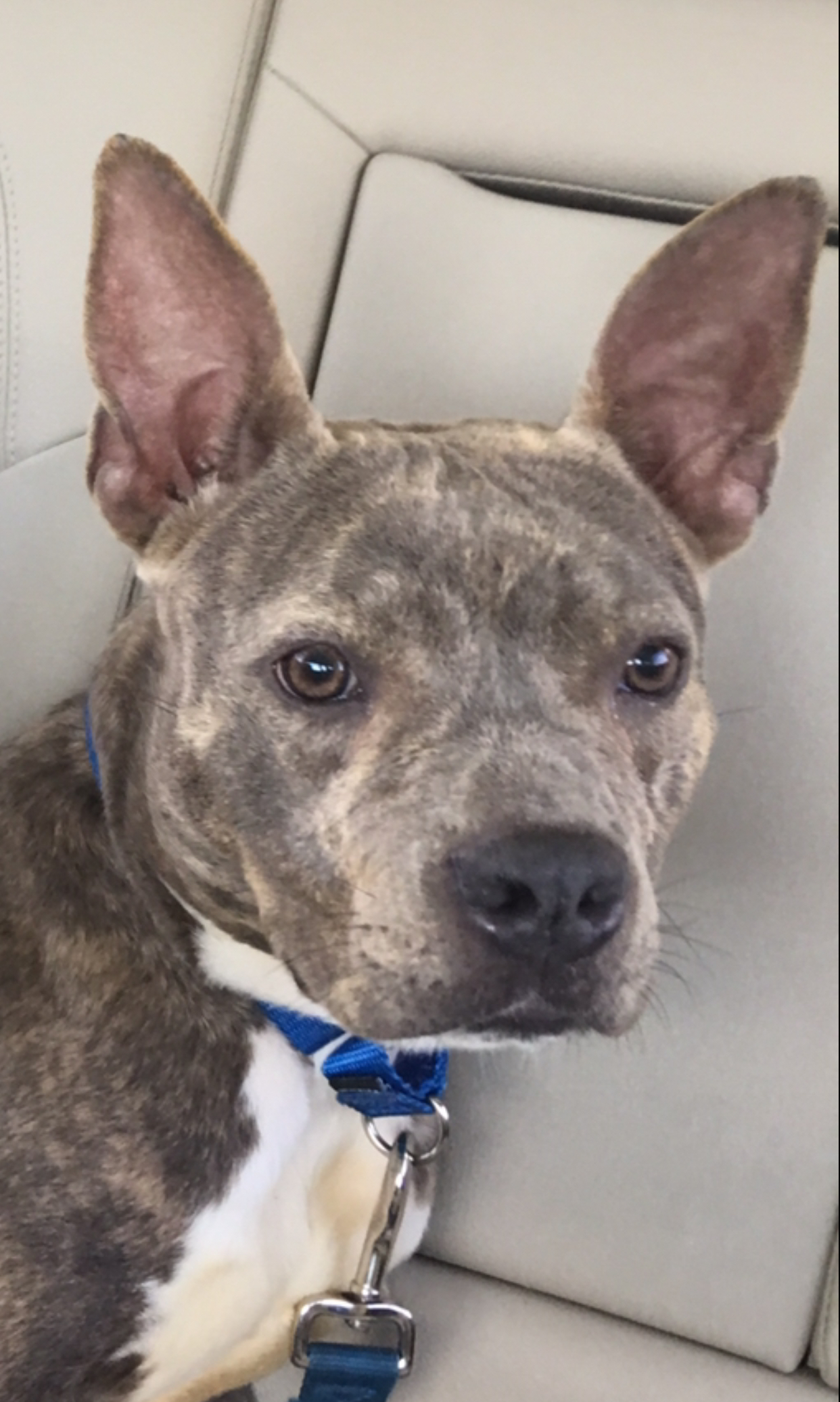 Dog for Adoption – Nala, near Indiantown, FL | Petfinder