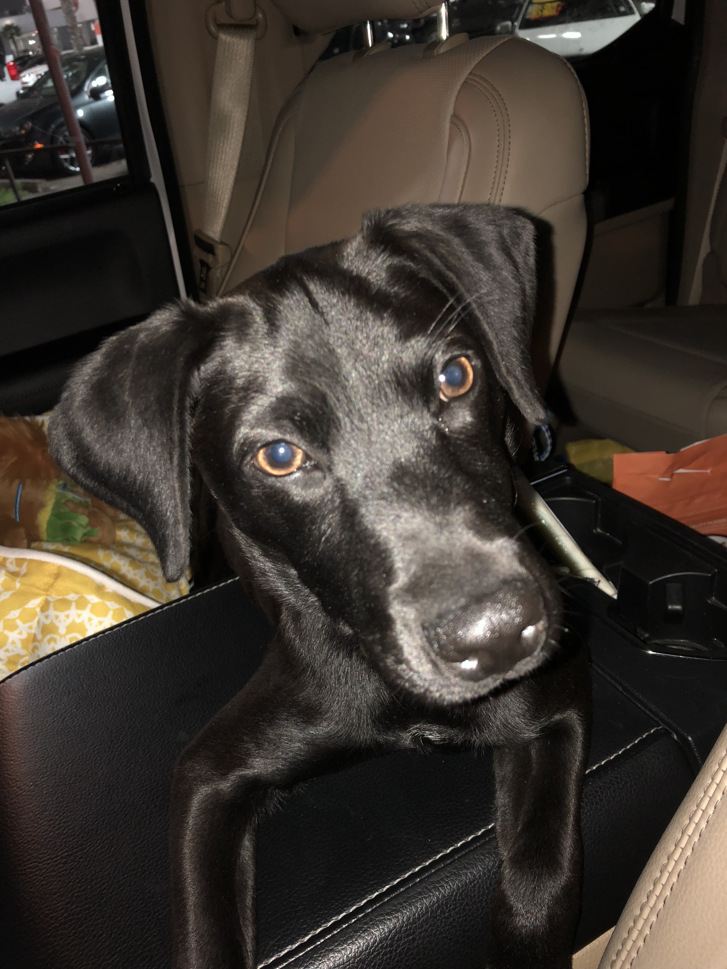 Dog for Adoption – Nala, near Edmonds, WA | Petfinder