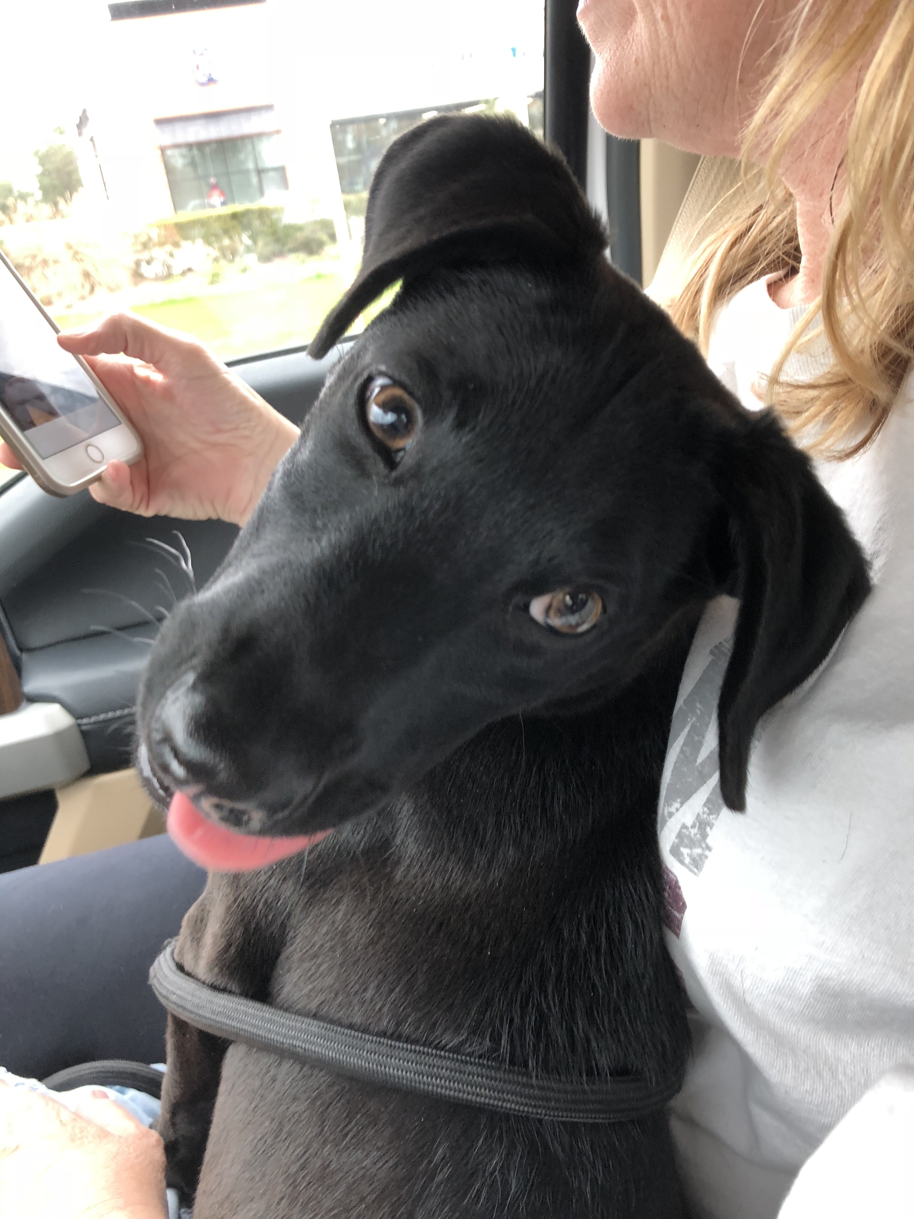 Dog for Adoption – Nala, near Edmonds, WA | Petfinder