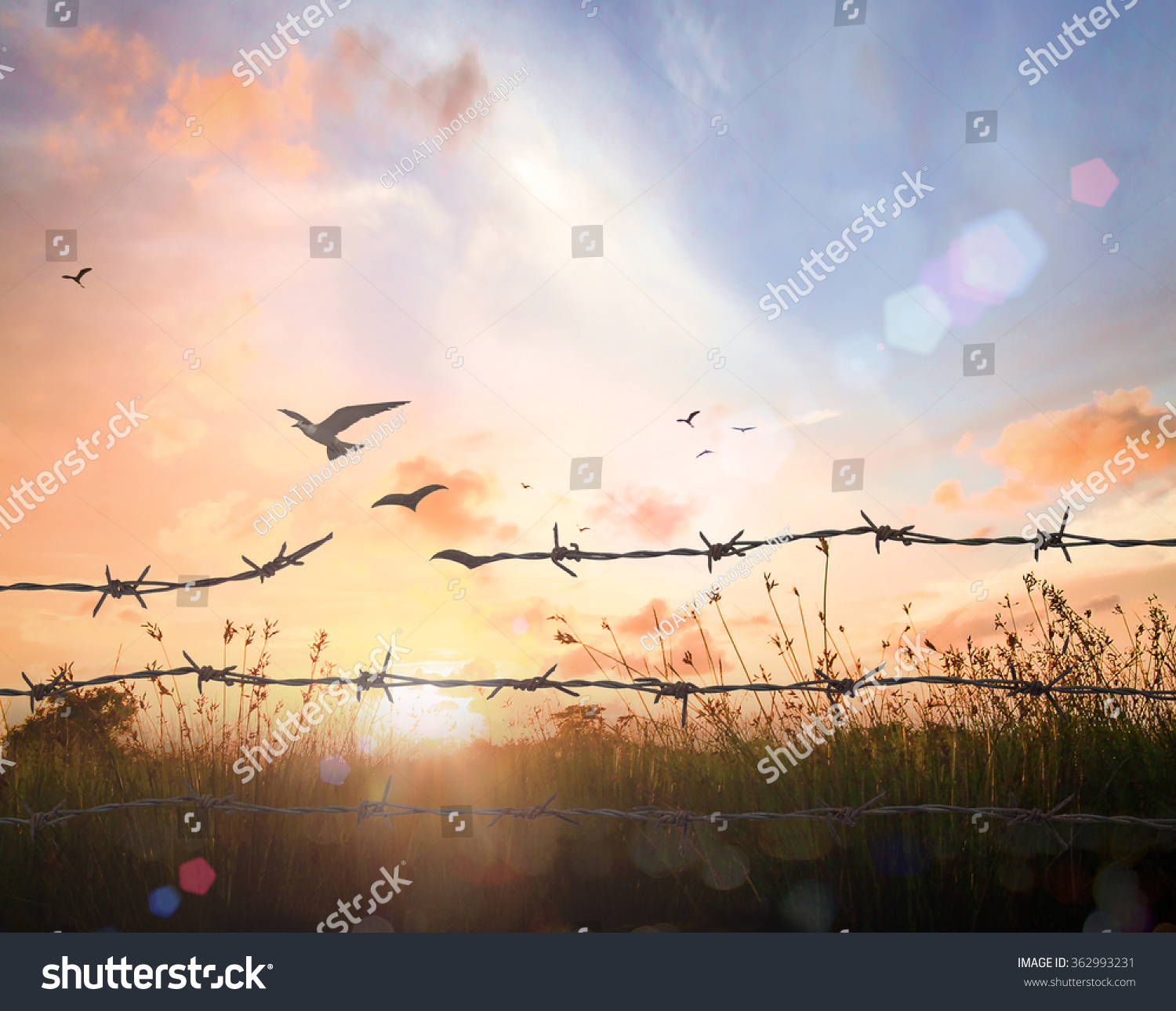Freedom Concept Silhouette Bird Flying Barbed Stock Illustration ...