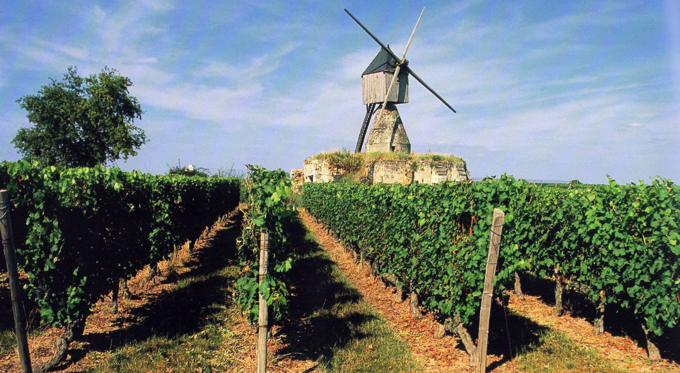 How much does a French Vineyard Cost? | Gites in the Loire Valley